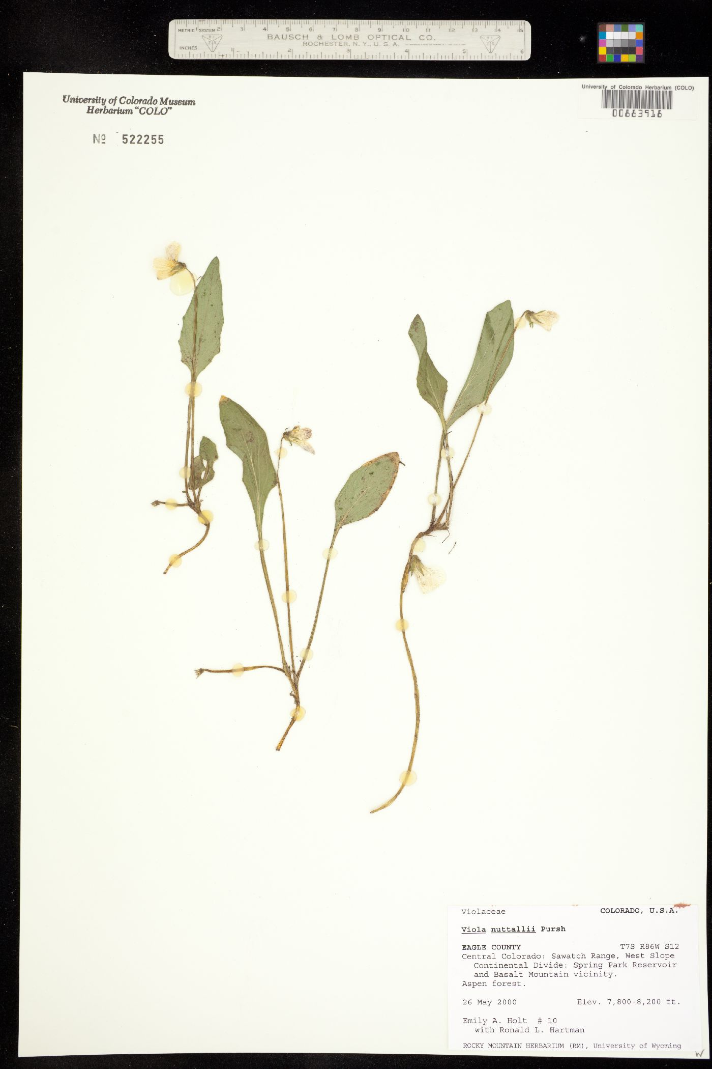 Viola nuttallii image