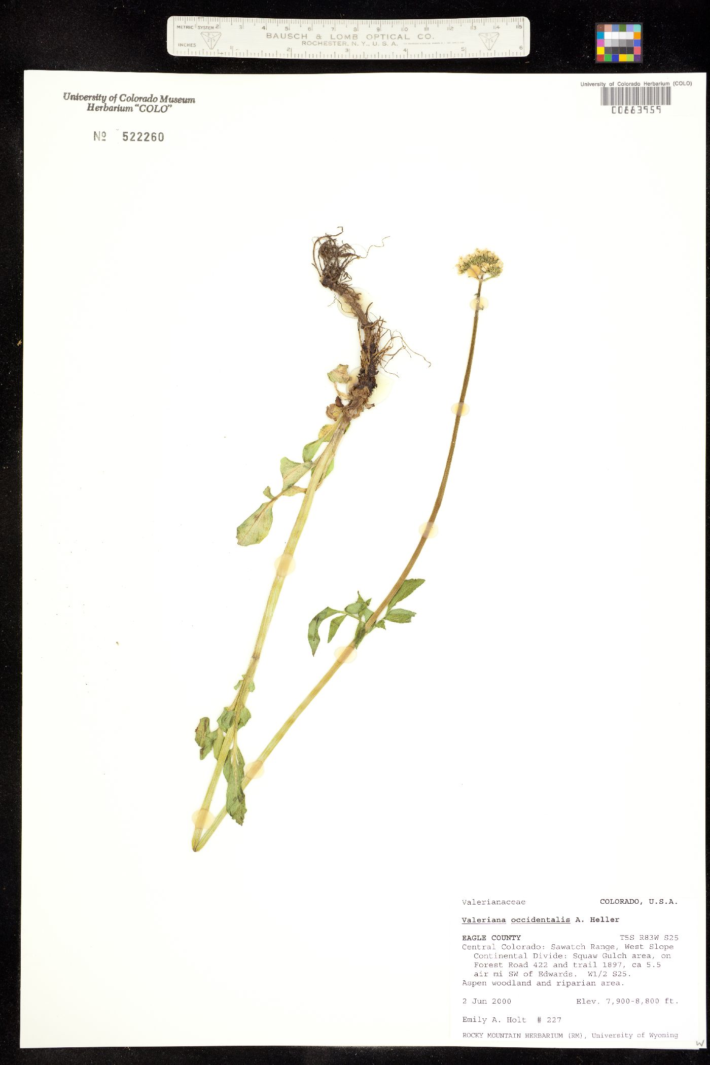Valeriana image