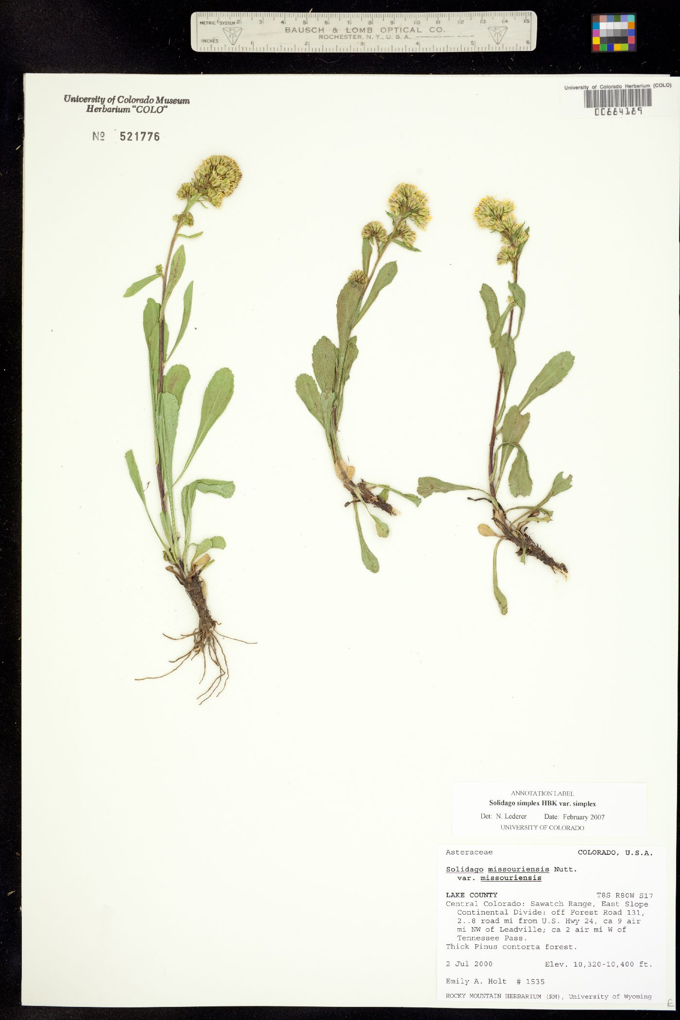 Solidago simplex var. simplex image