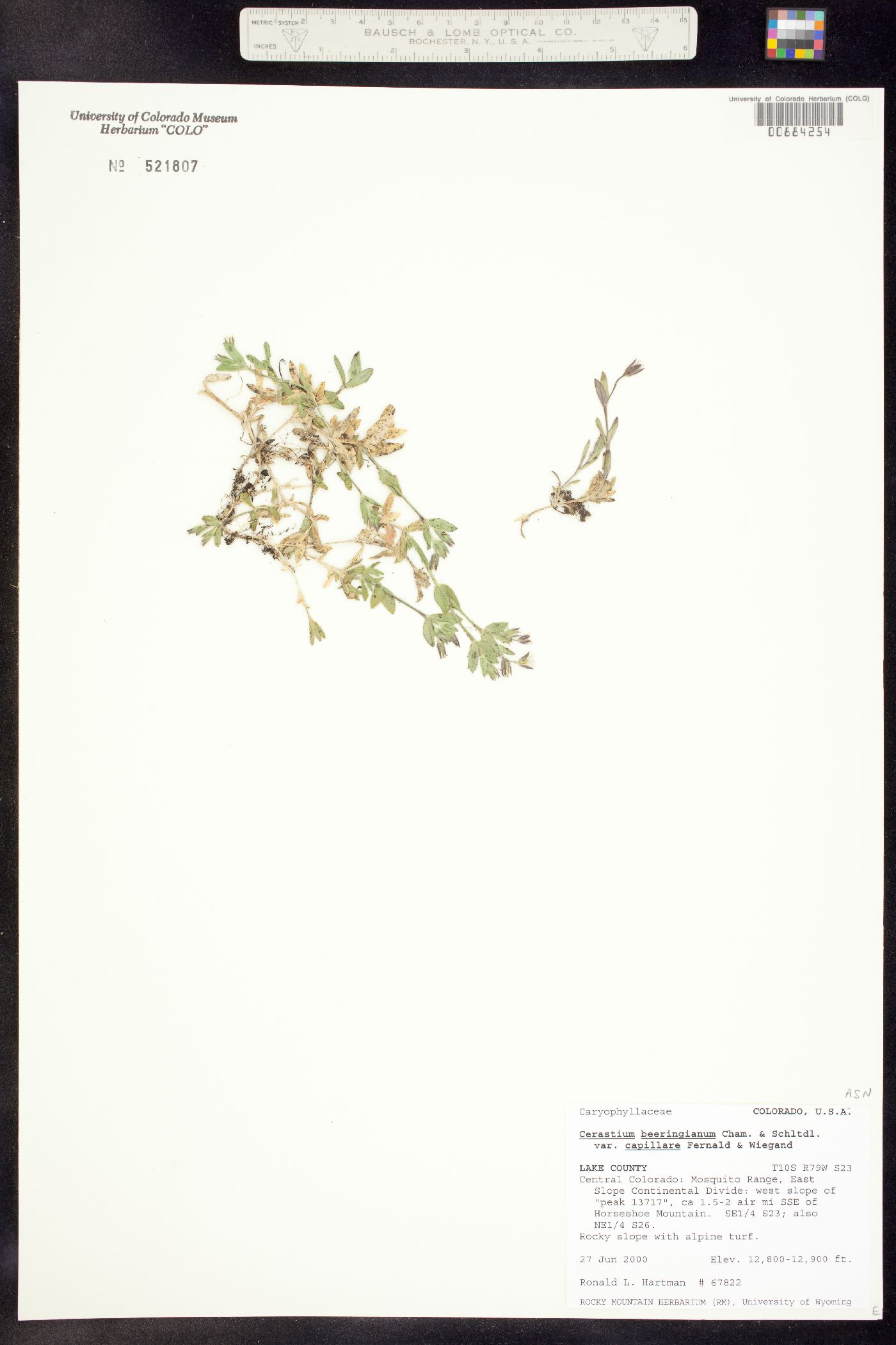 Cerastium beeringianum image