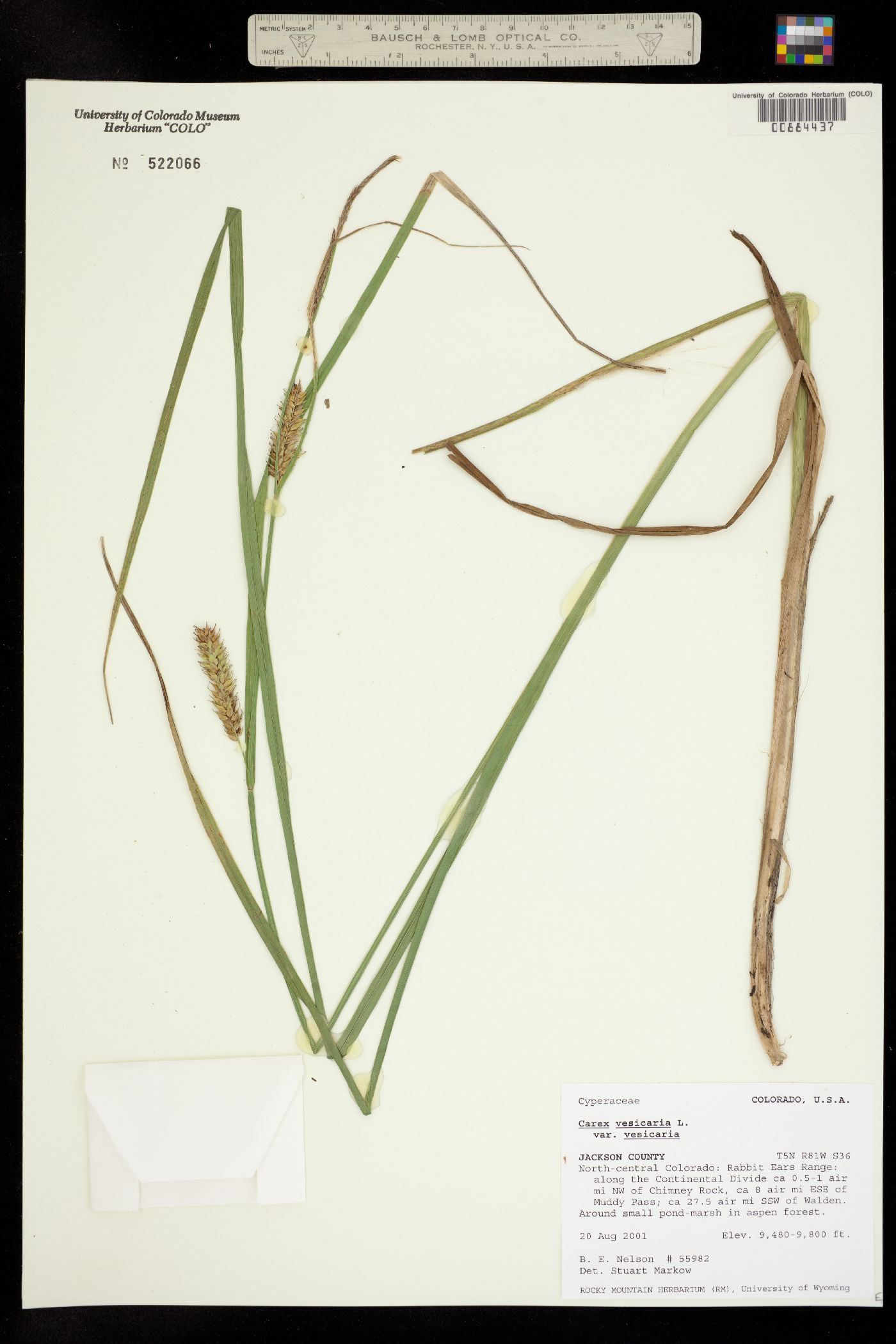 Carex vesicaria image