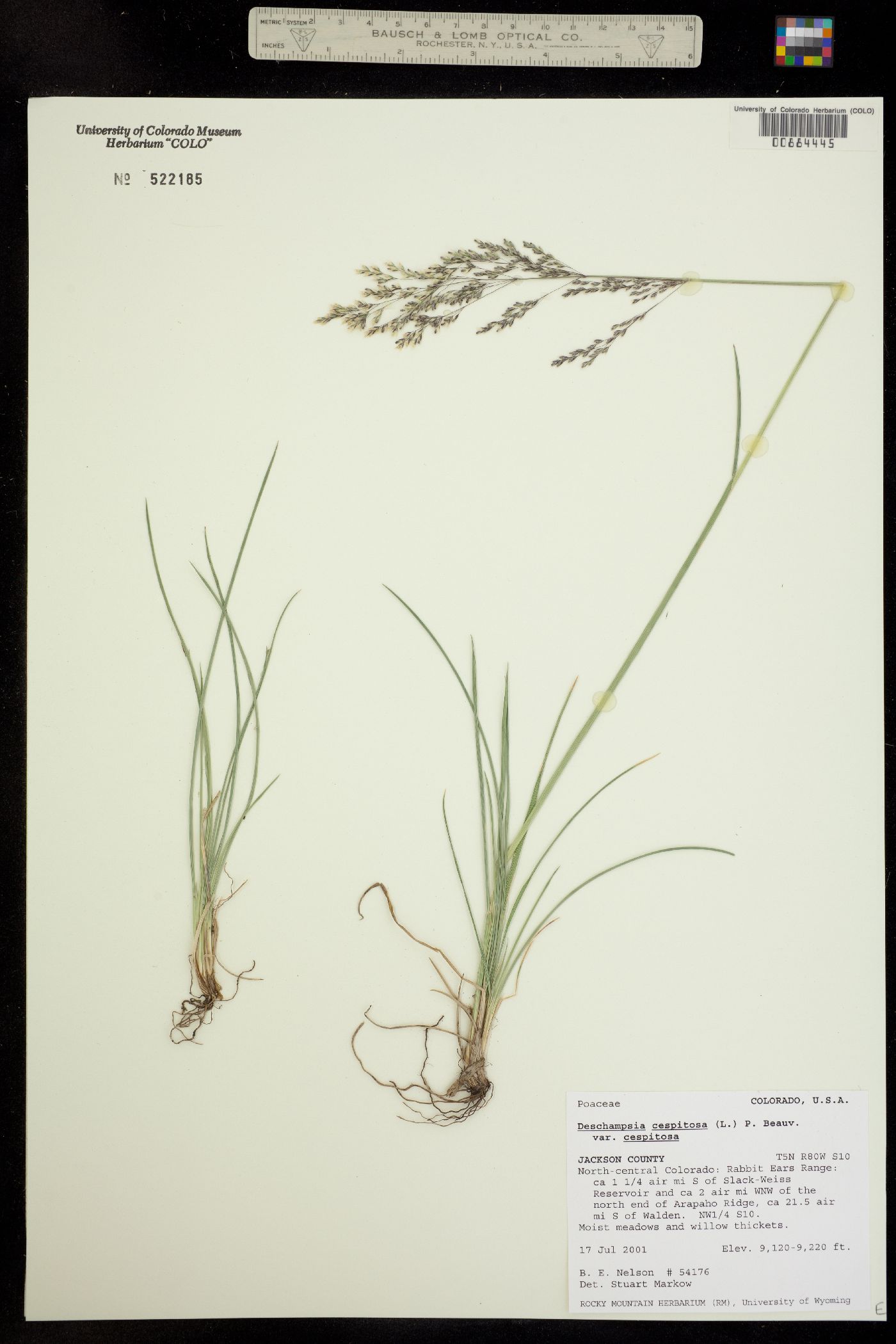 Deschampsia cespitosa ssp. cespitosa image