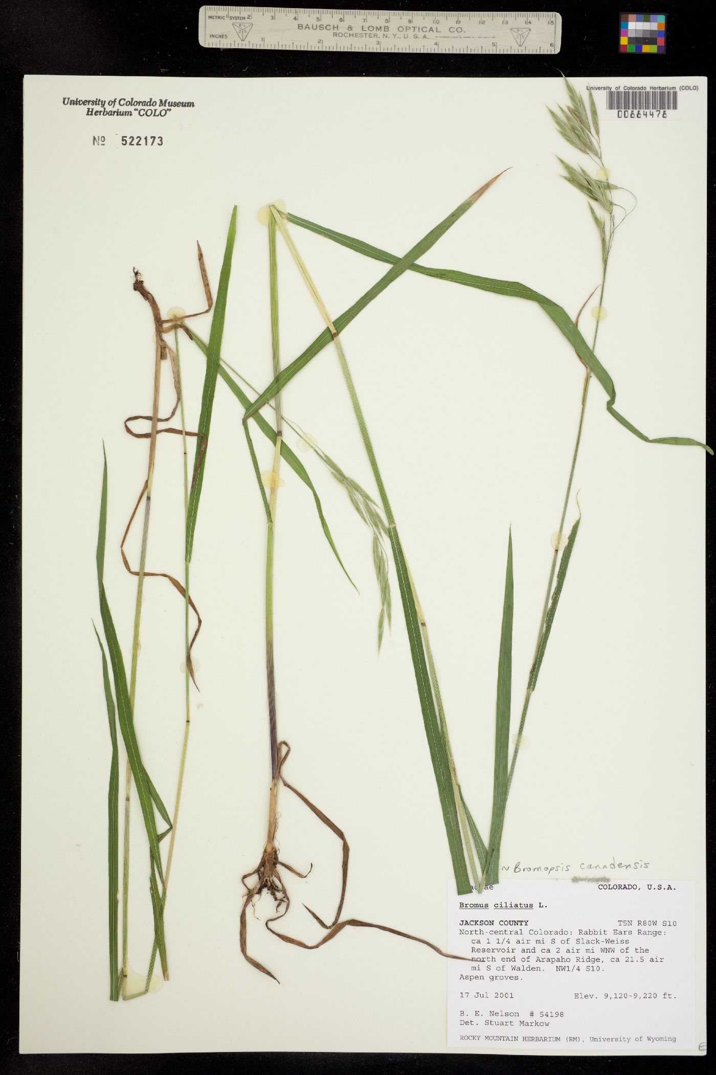 Bromus ciliatus var. ciliatus image