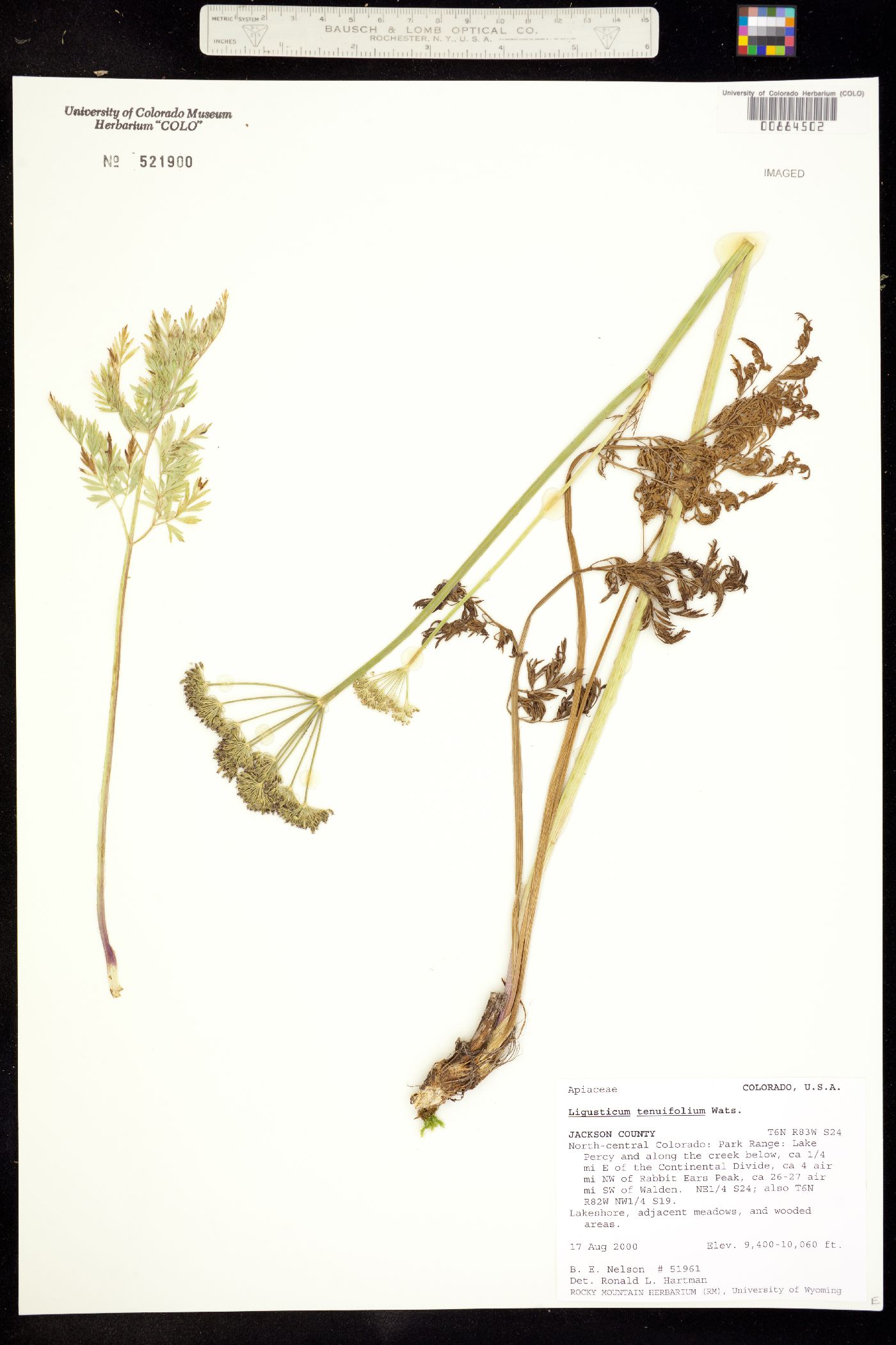 Ligusticum tenuifolium image