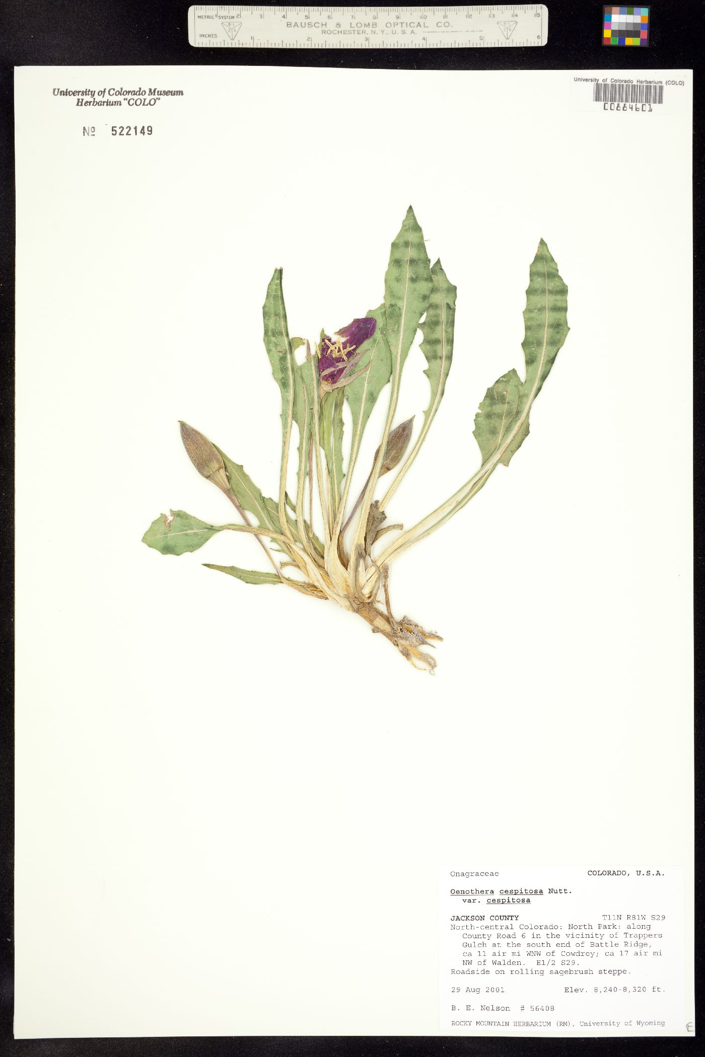 Oenothera cespitosa ssp. cespitosa image