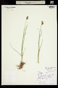 Carex tahoensis image