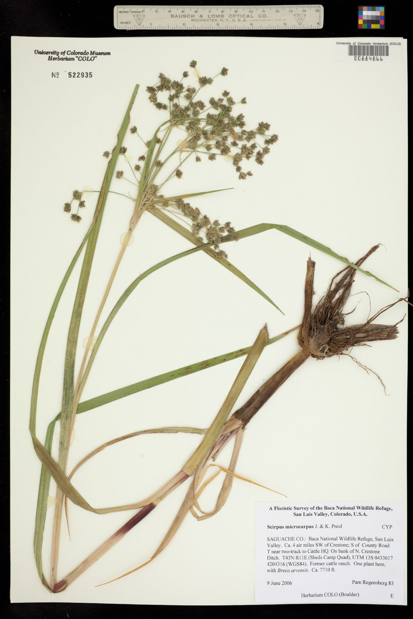 Scirpus image