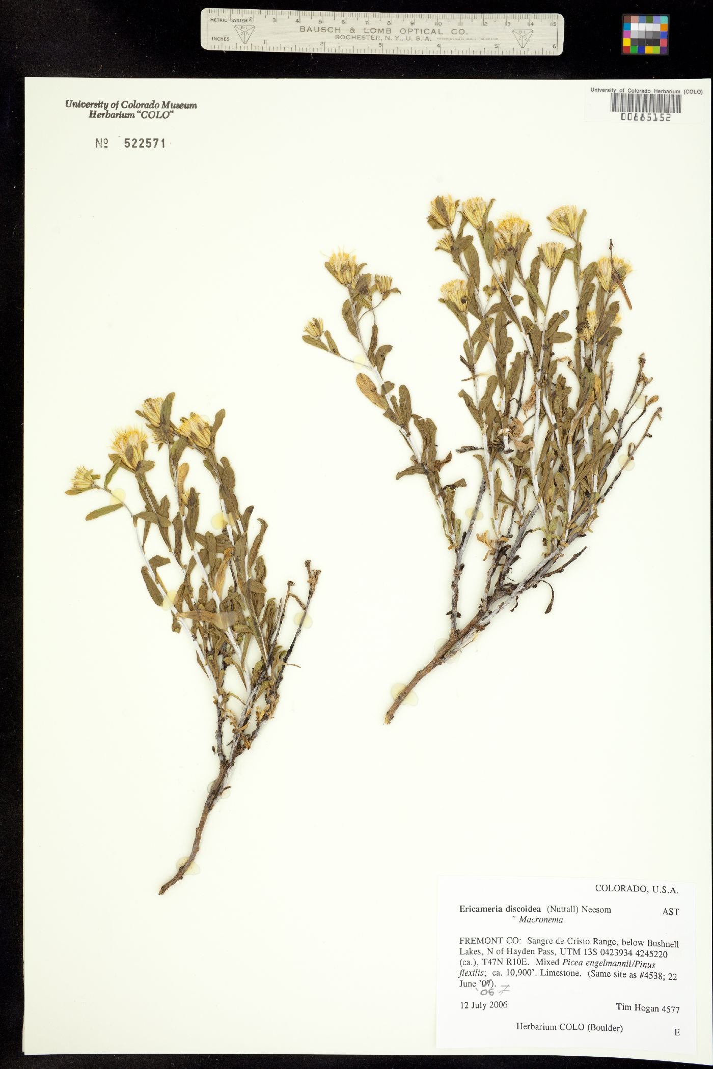 Ericameria discoidea image