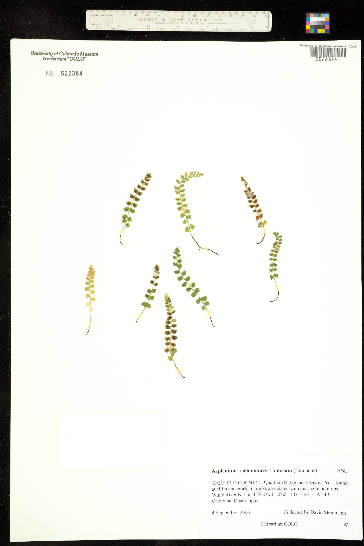 Asplenium image