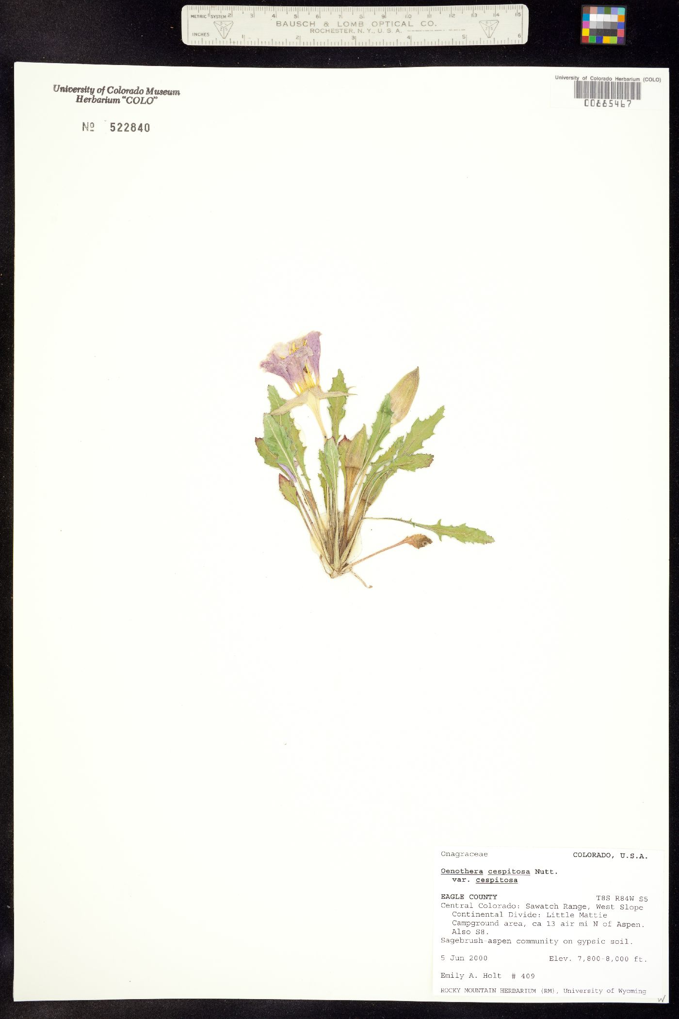 Oenothera cespitosa ssp. cespitosa image