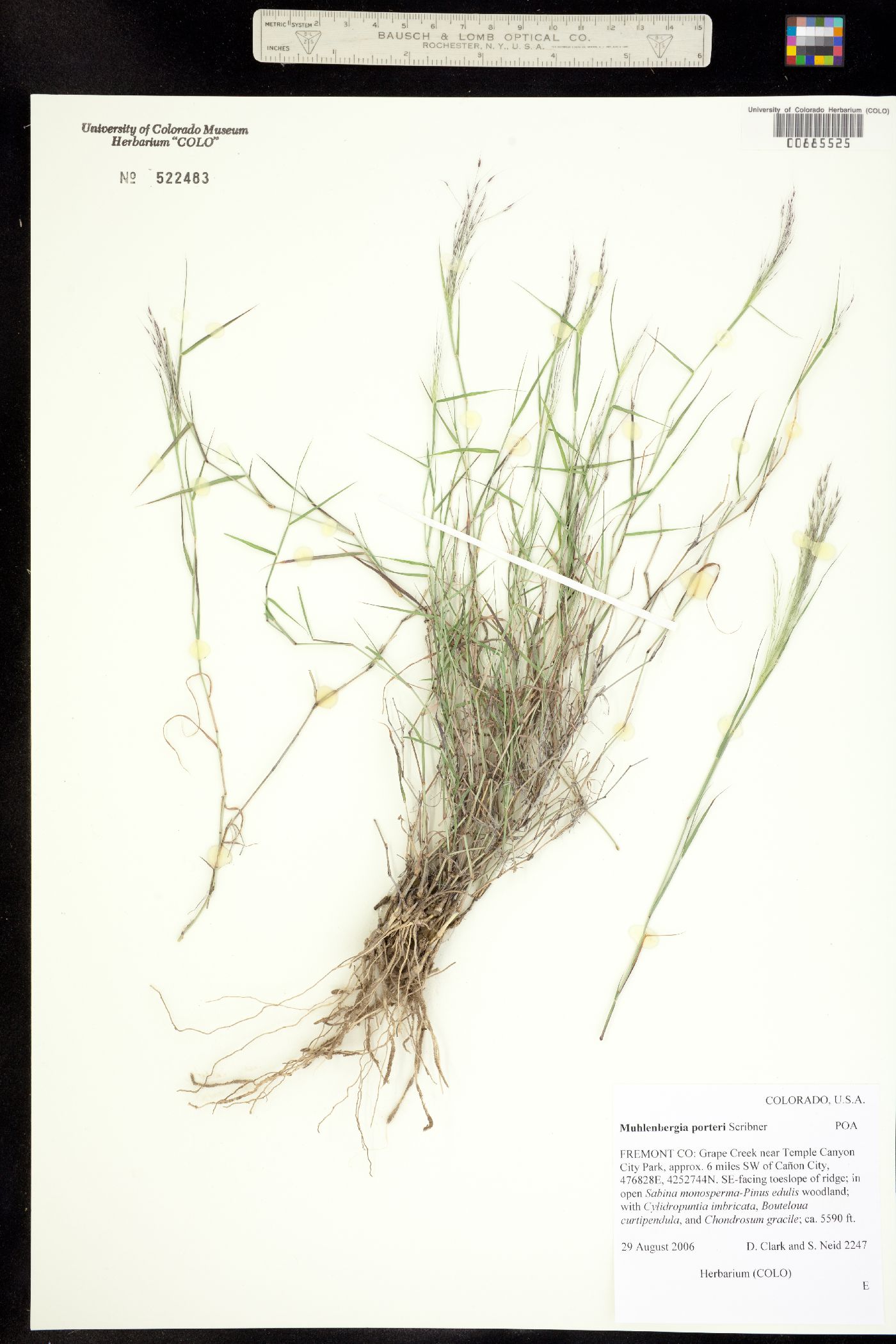 Muhlenbergia porteri image