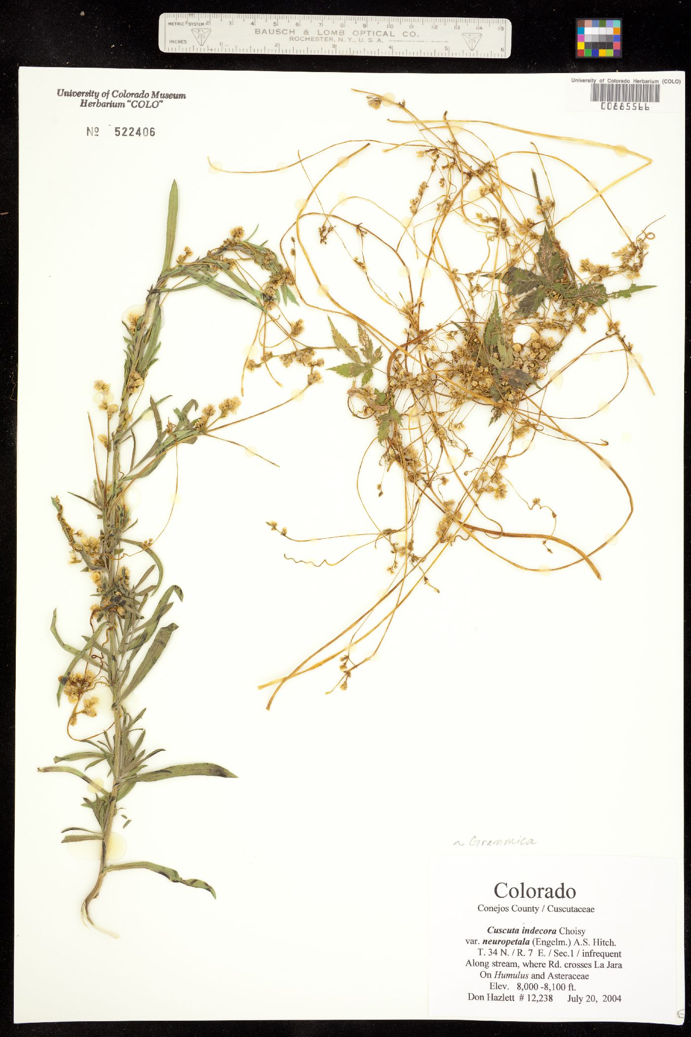 Grammica image