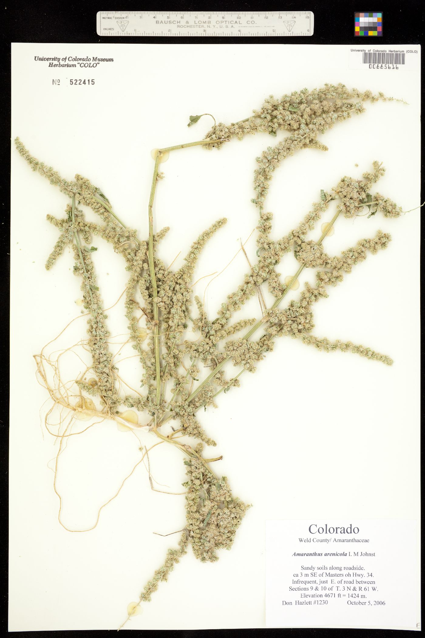 Amaranthus arenicola image