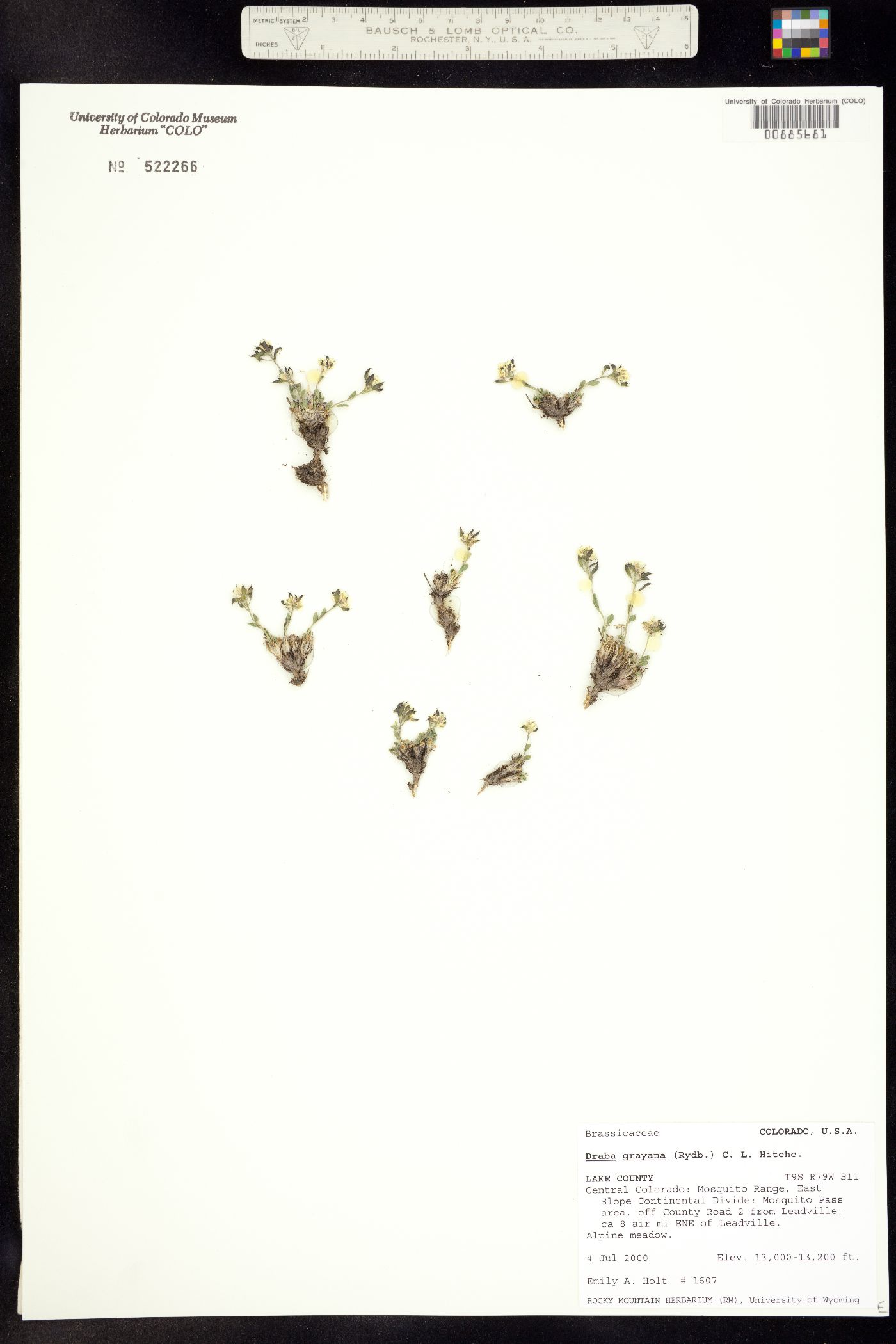 Draba grayana image