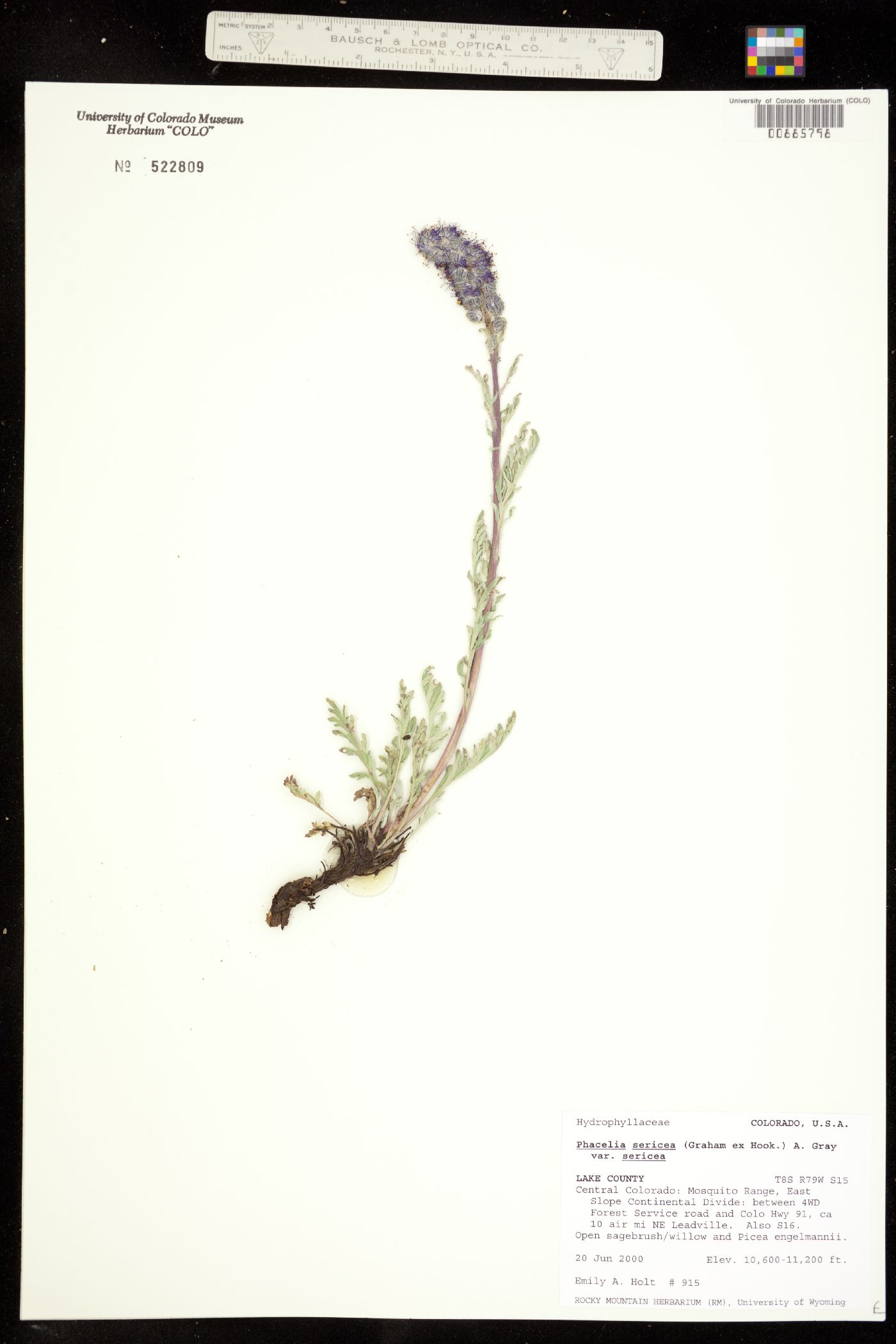 Phacelia sericea ssp. sericea image