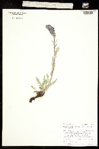 Phacelia sericea subsp. sericea image