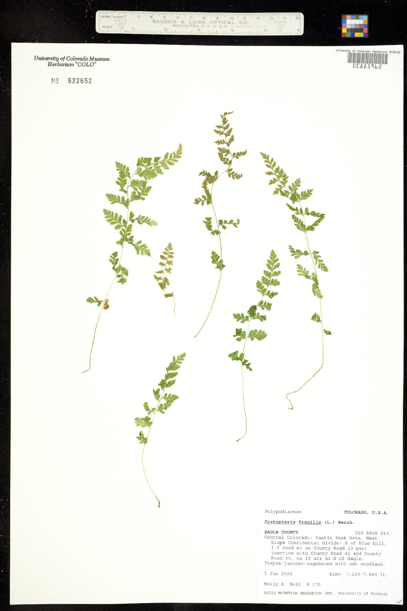Dryopteridaceae image