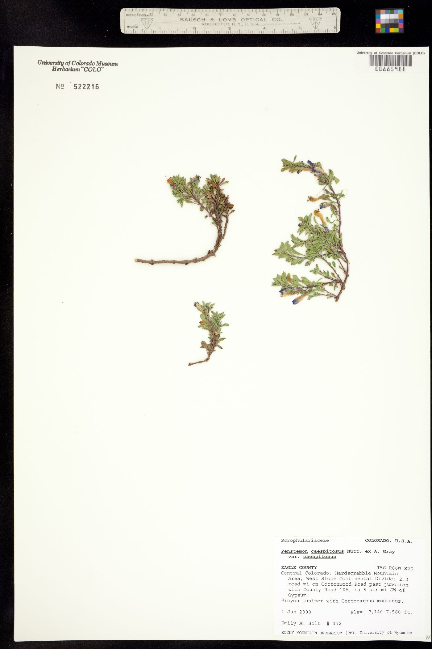 Penstemon caespitosus image