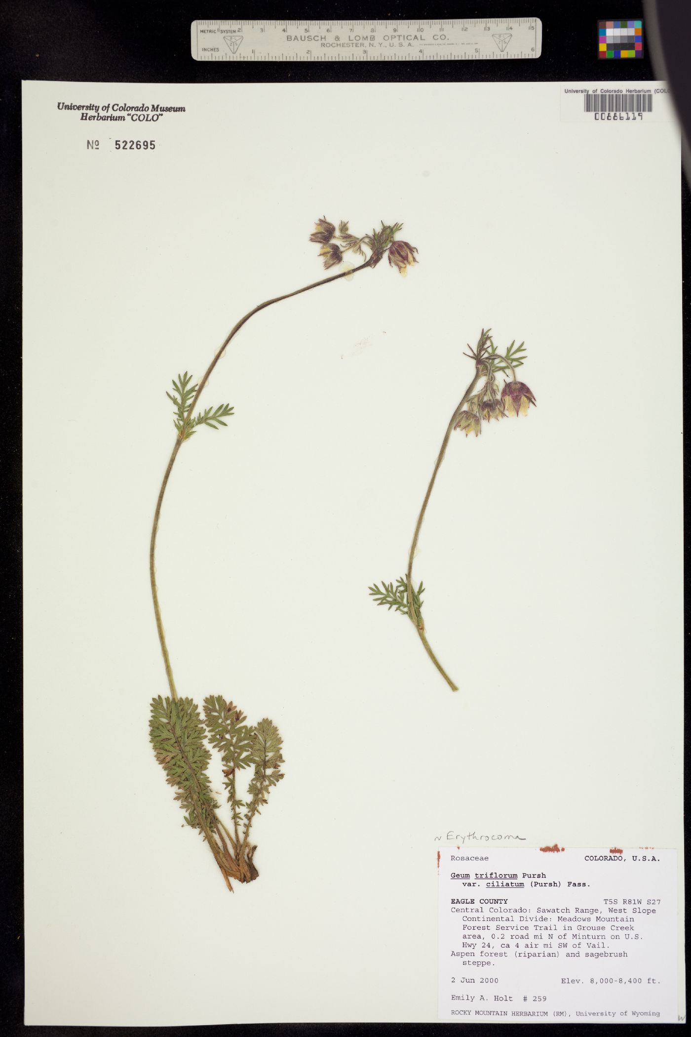 Geum triflorum var. triflorum image