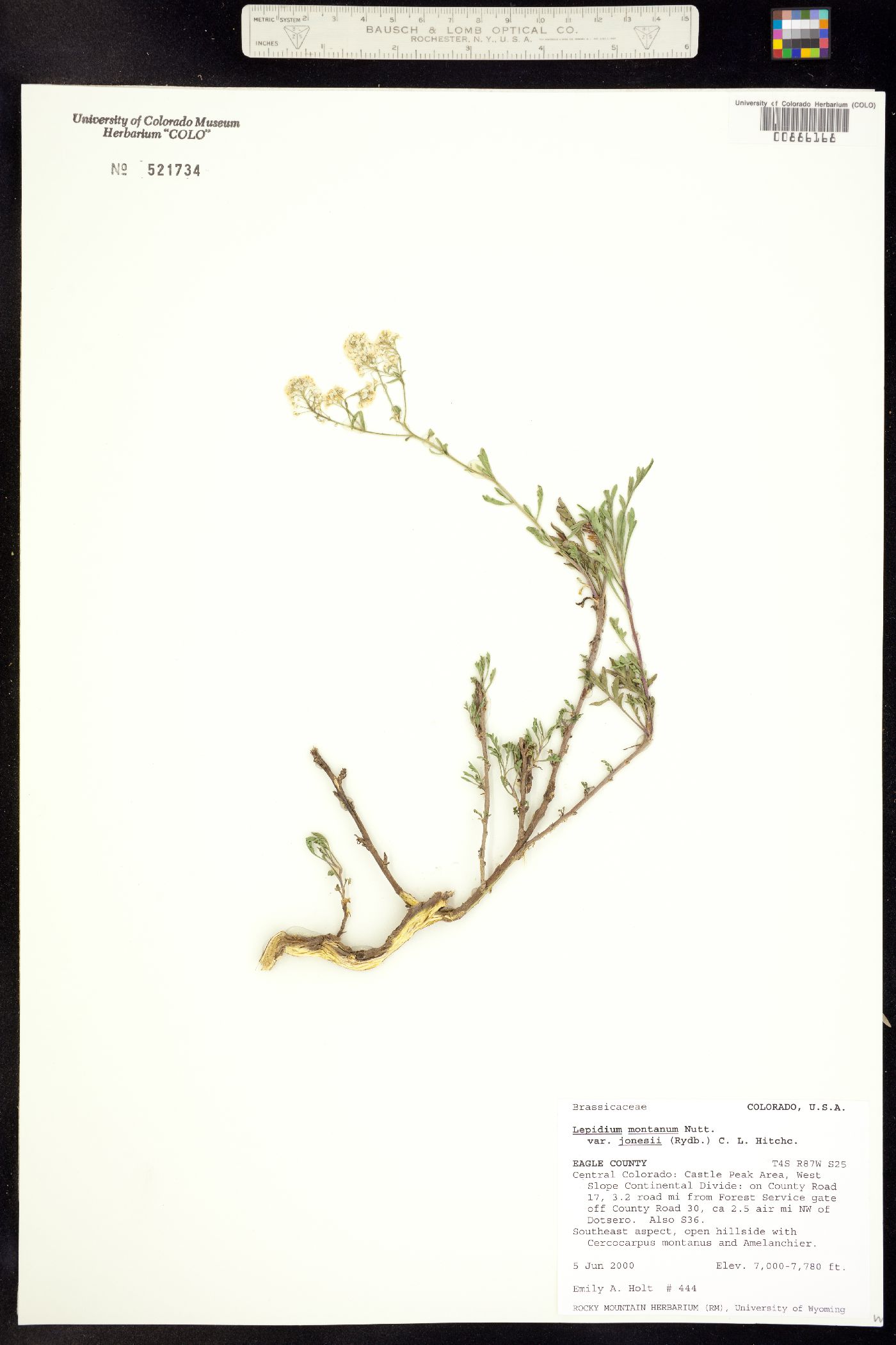 Lepidium montanum image