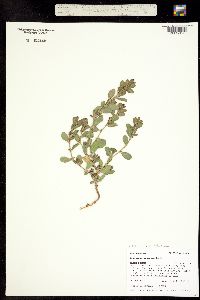 Polygonum erectum subsp. achoreum image