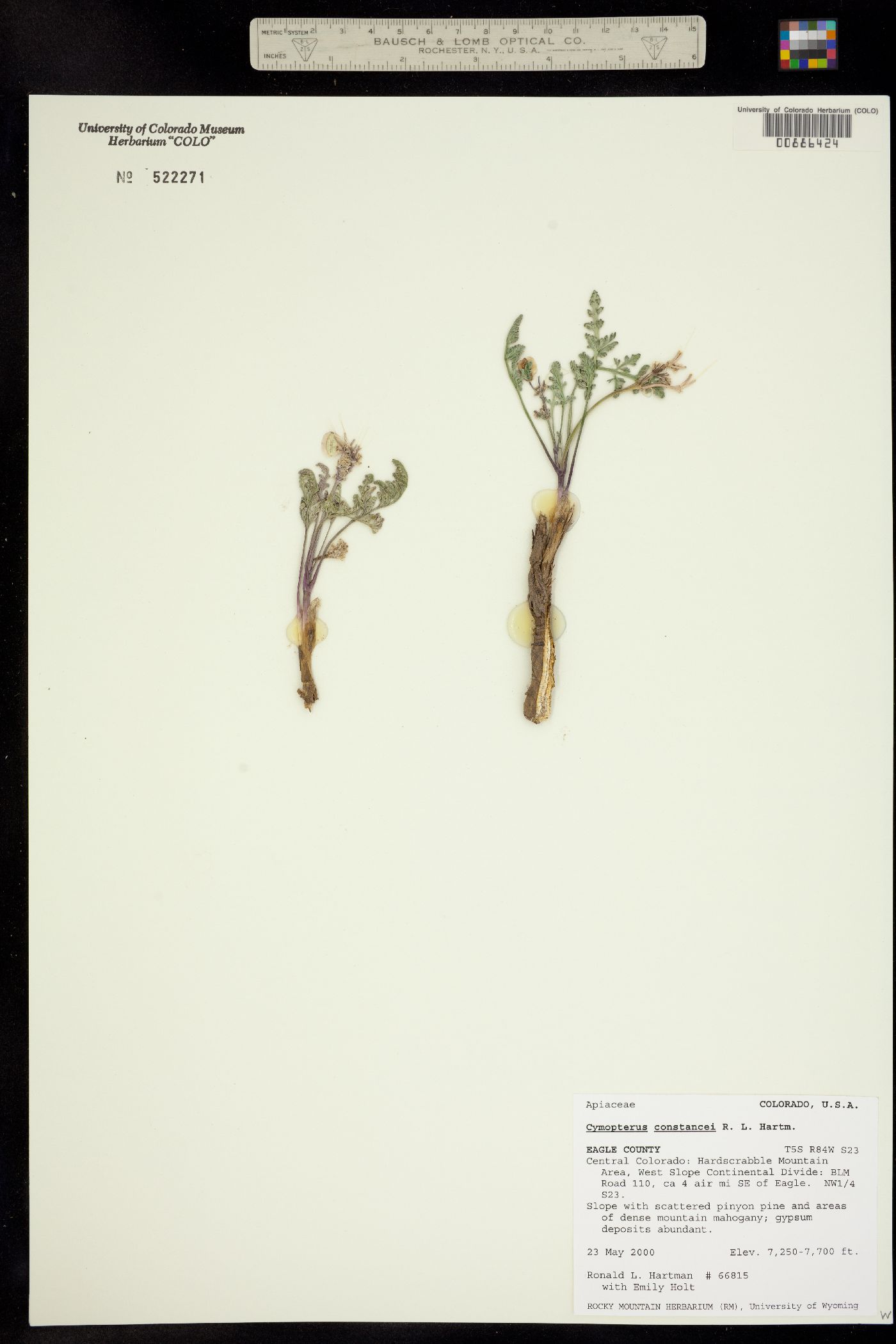 Cymopterus constancei image