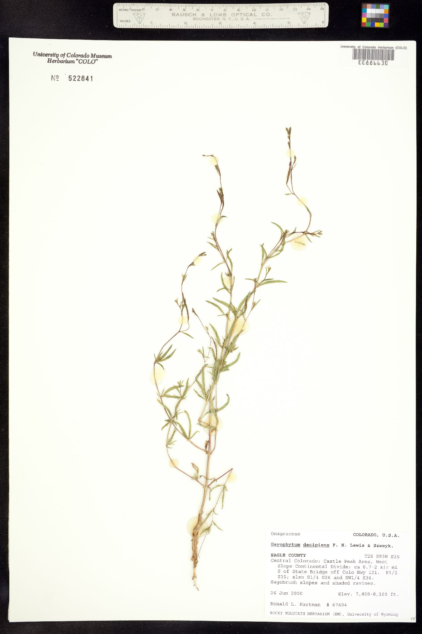 Gayophytum decipiens image