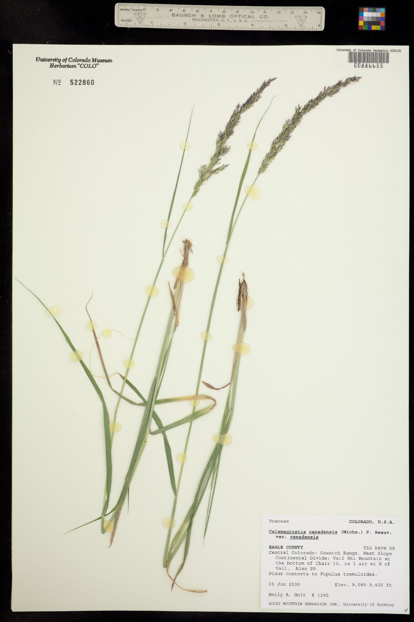 Calamagrostis image
