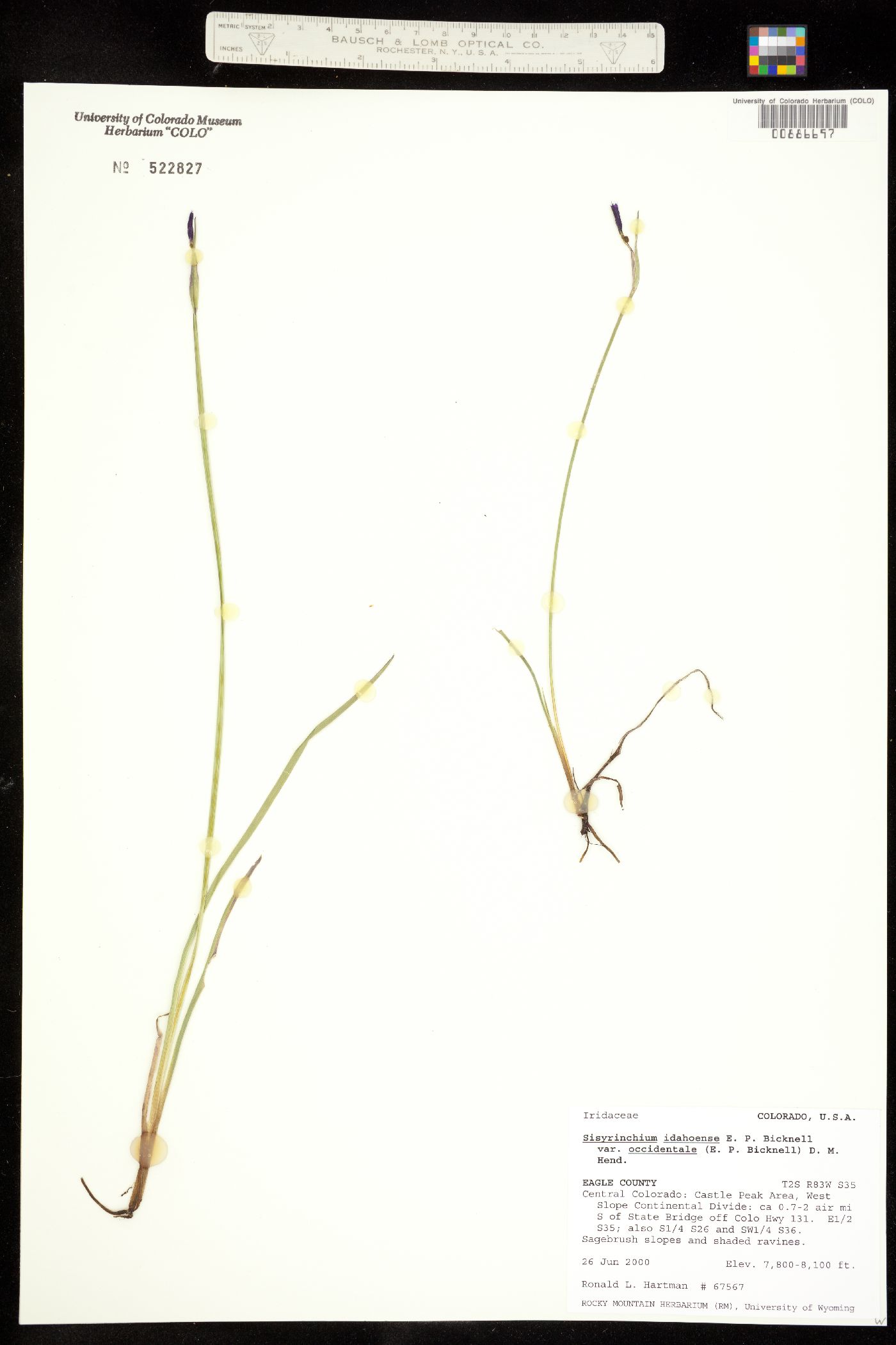 Sisyrinchium idahoense image