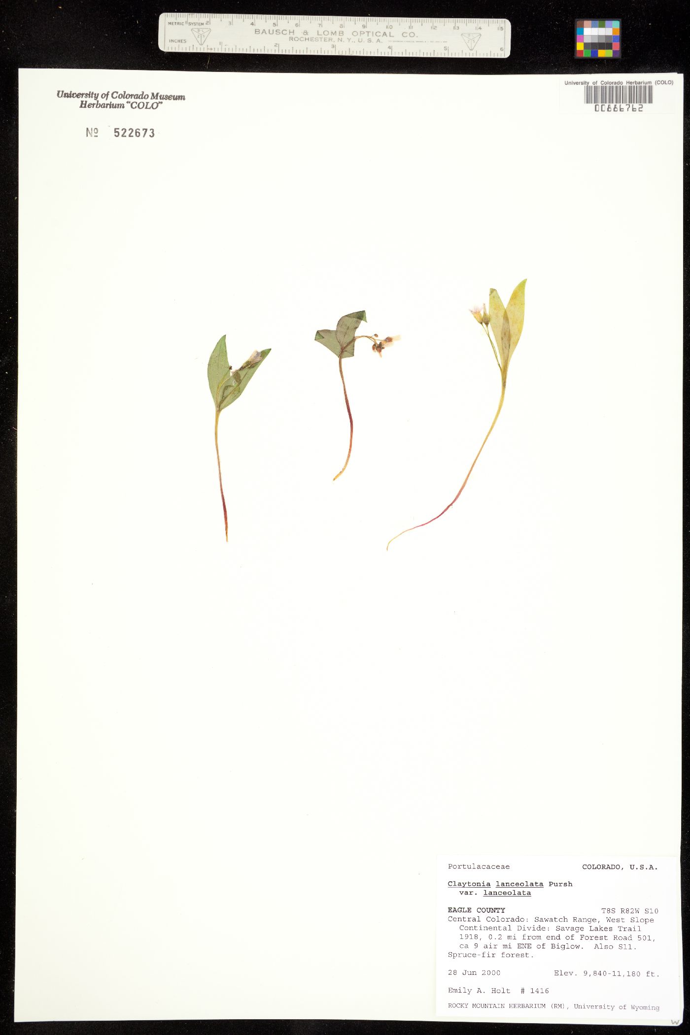 Claytonia lanceolata image