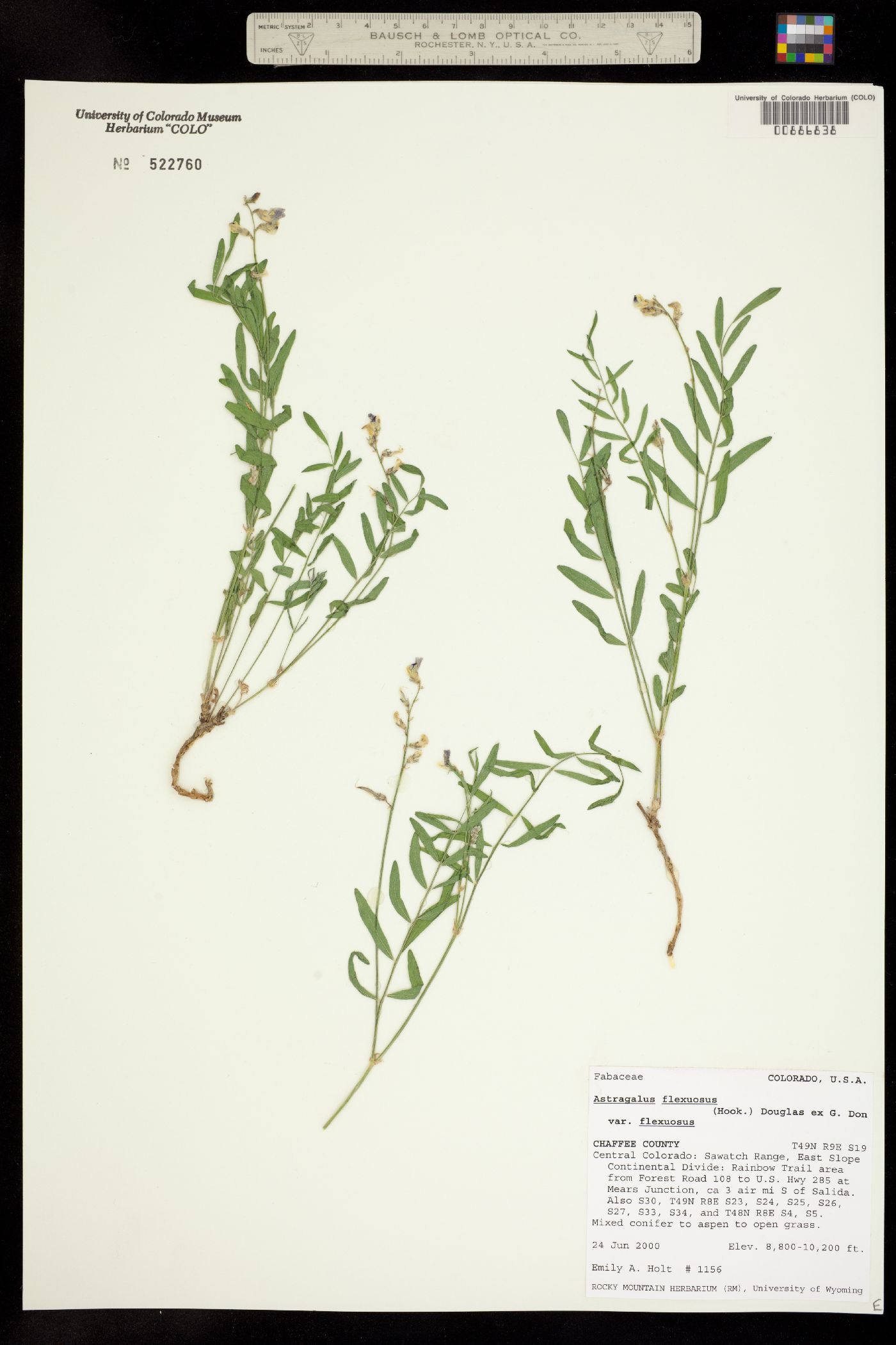 Astragalus flexuosus var. flexuosus image