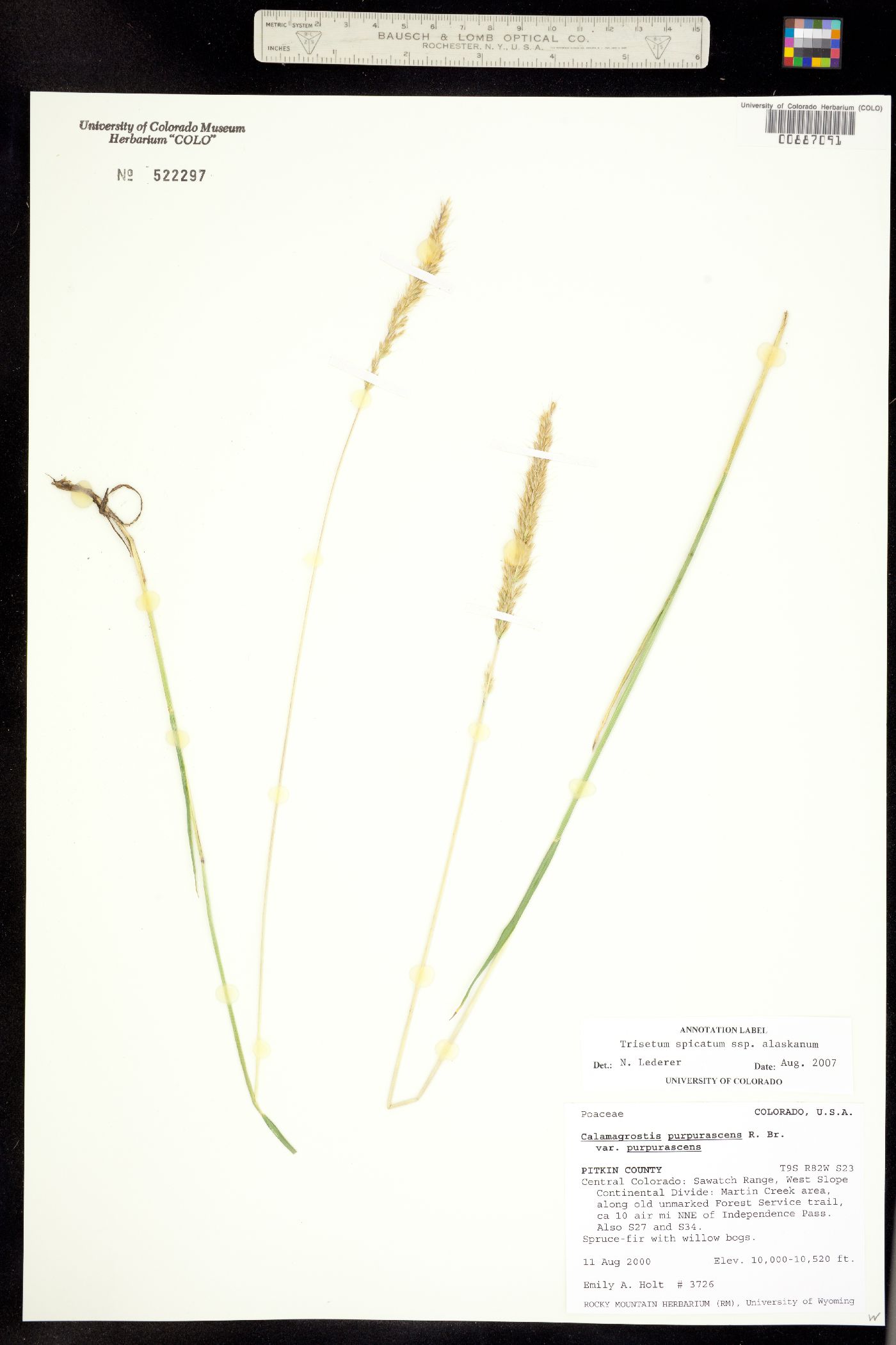 Trisetum spicatum image