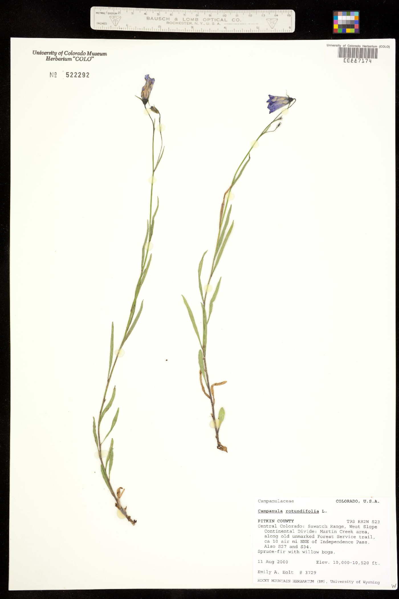 Campanula image