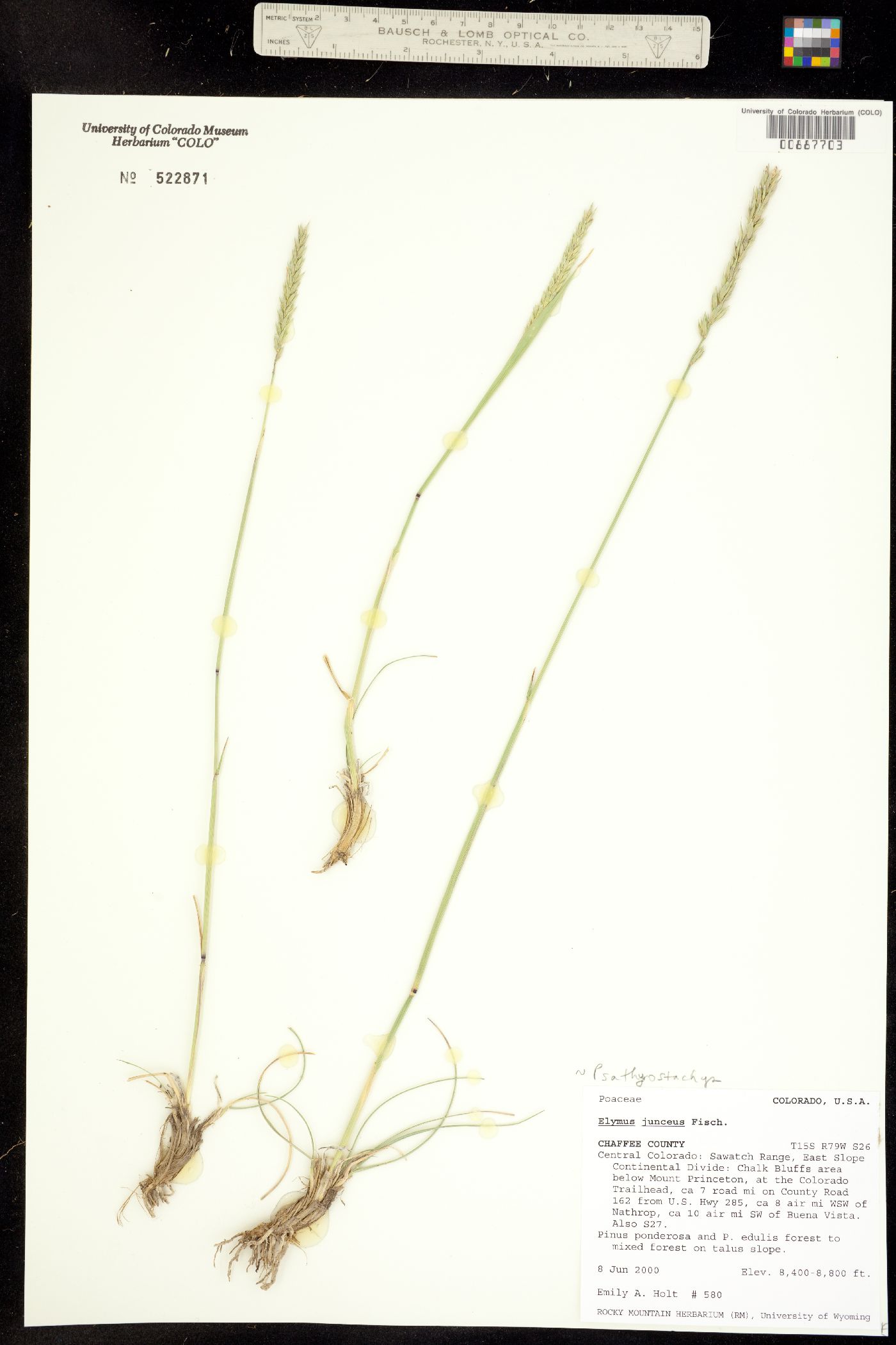 Psathyrostachys juncea image