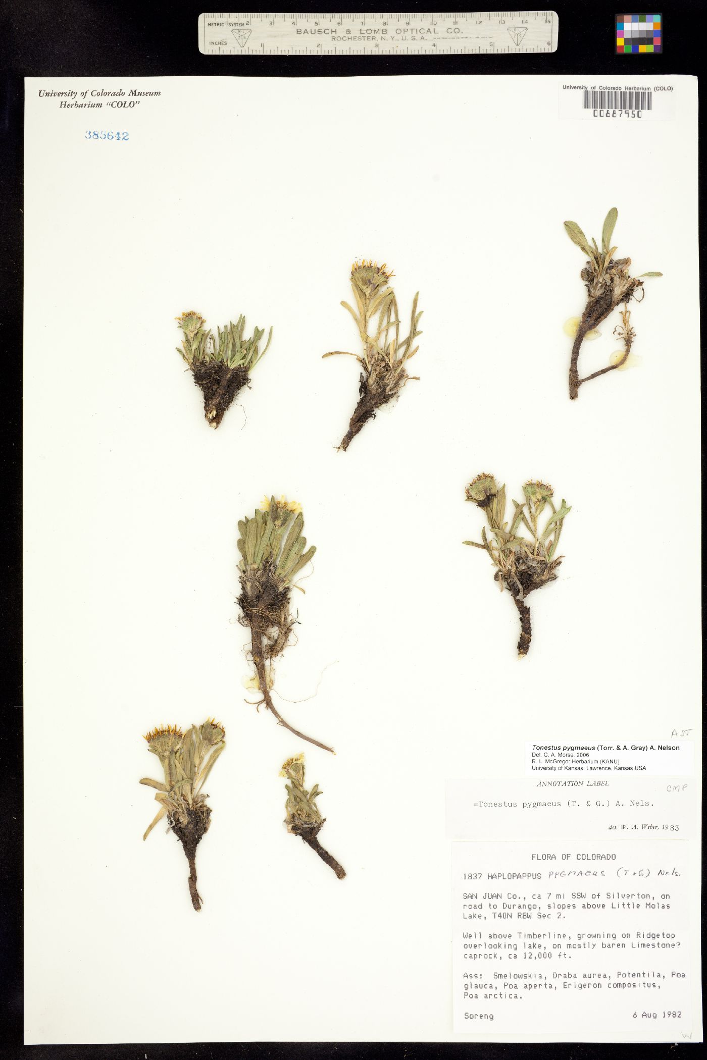 Tonestus pygmaeus image