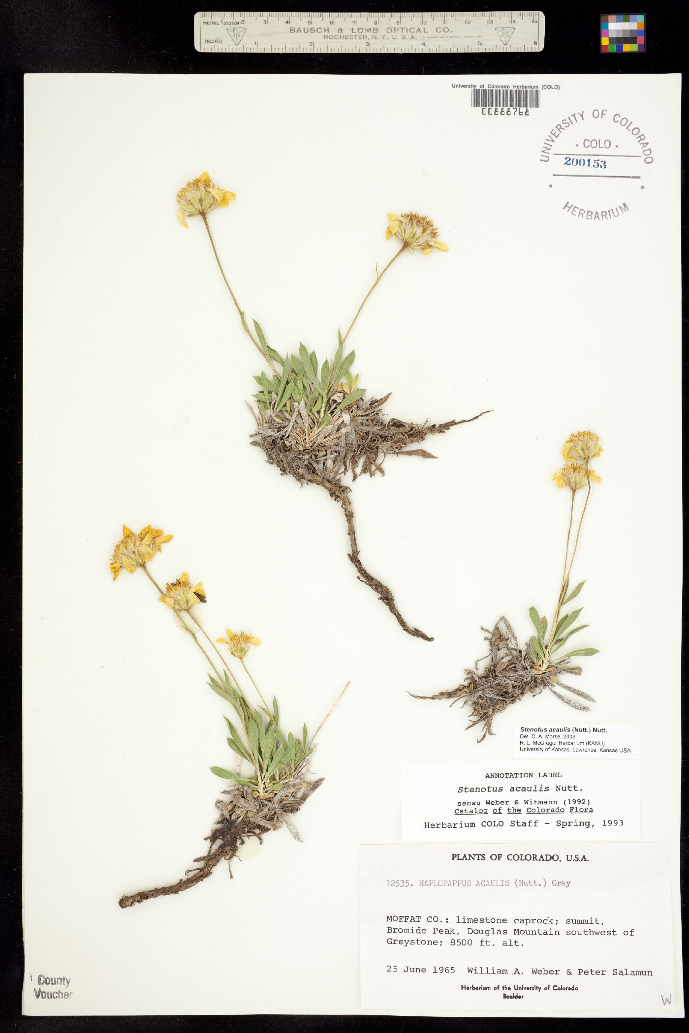 Stenotus acaulis image