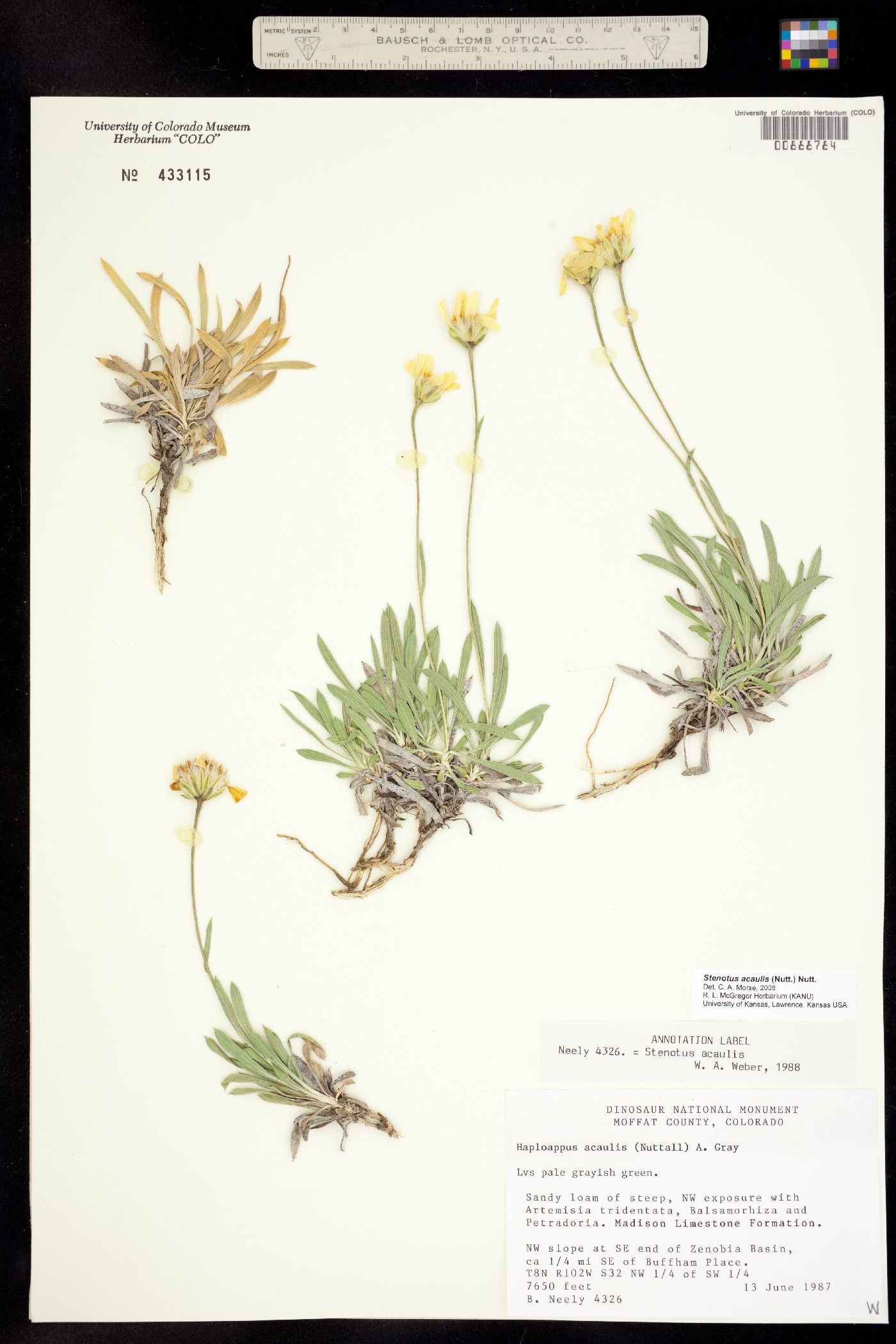 Stenotus acaulis image