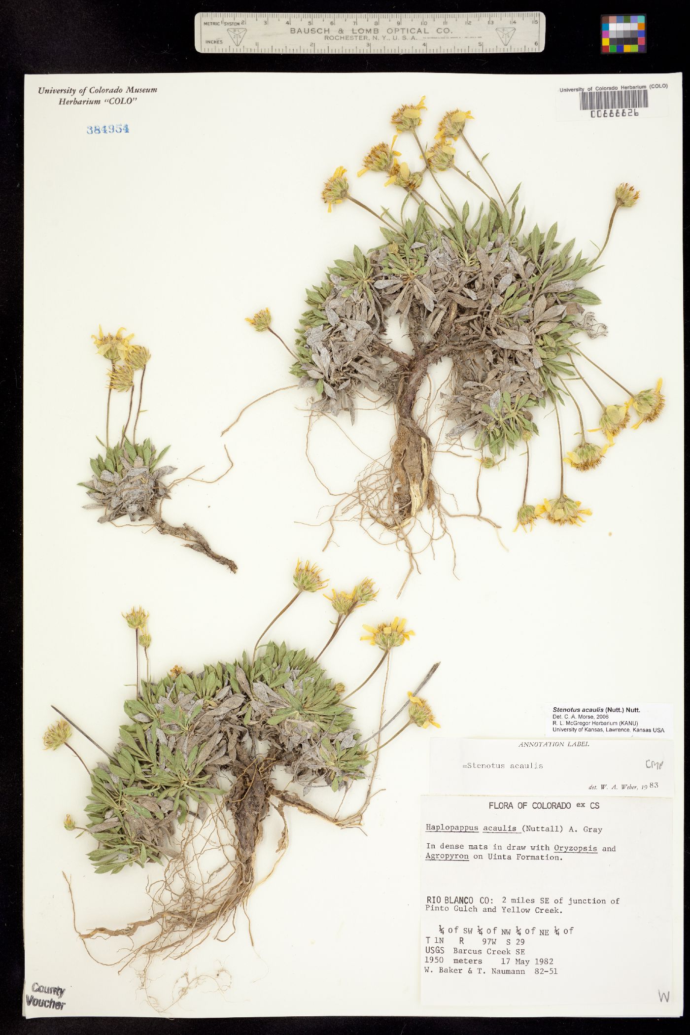 Stenotus acaulis image