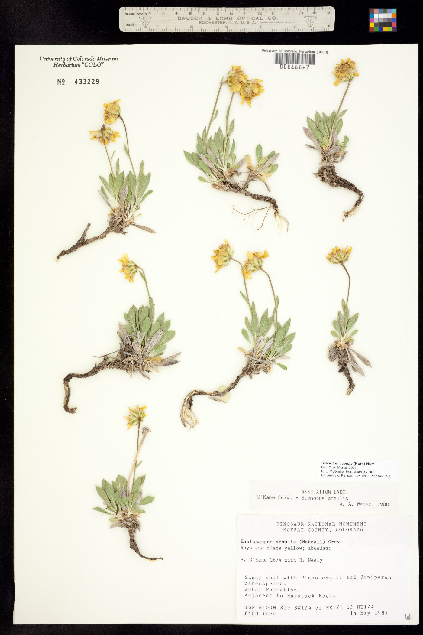 Stenotus acaulis image