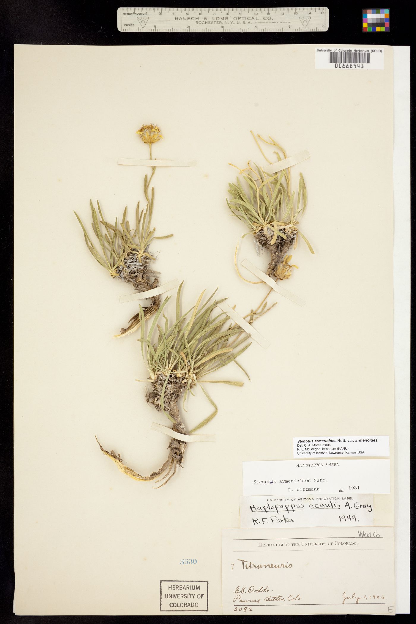 Stenotus armerioides image