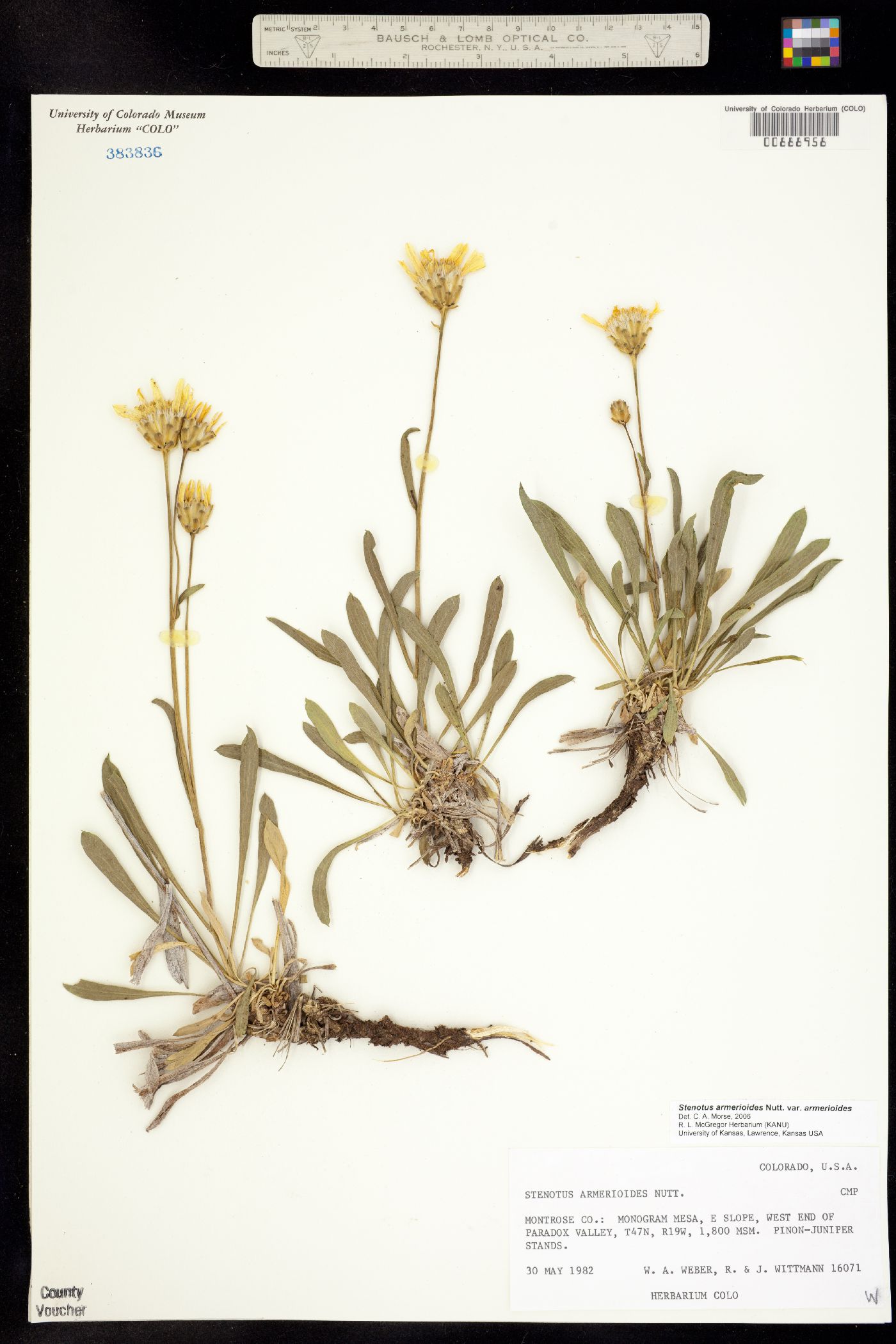 Stenotus image