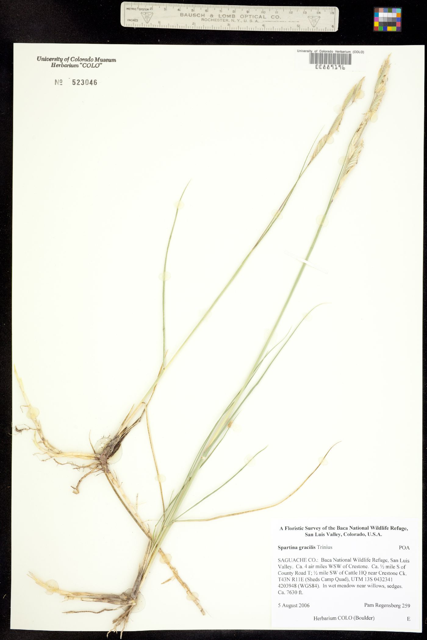 Spartina gracilis image
