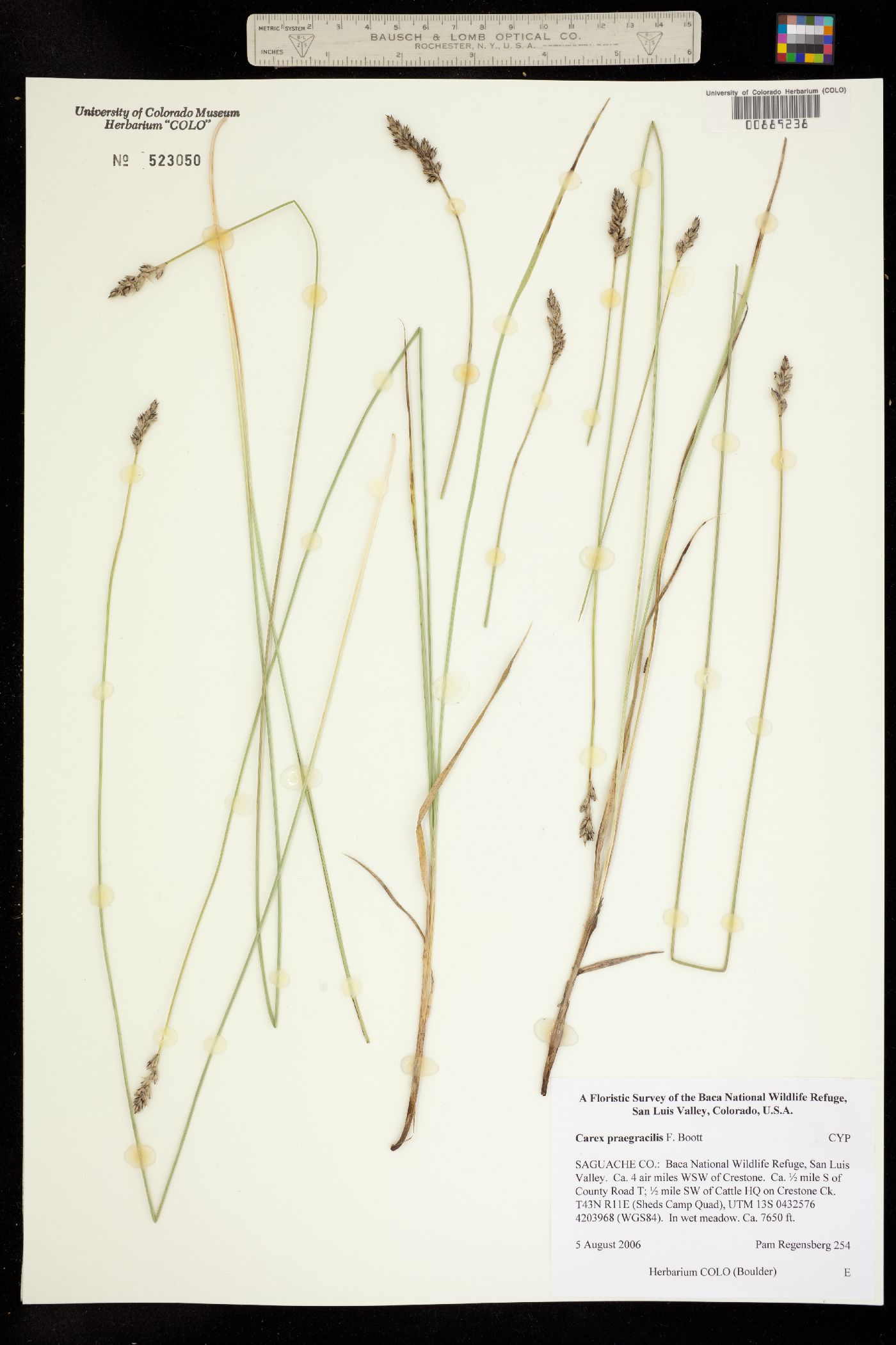 Carex praegracilis image