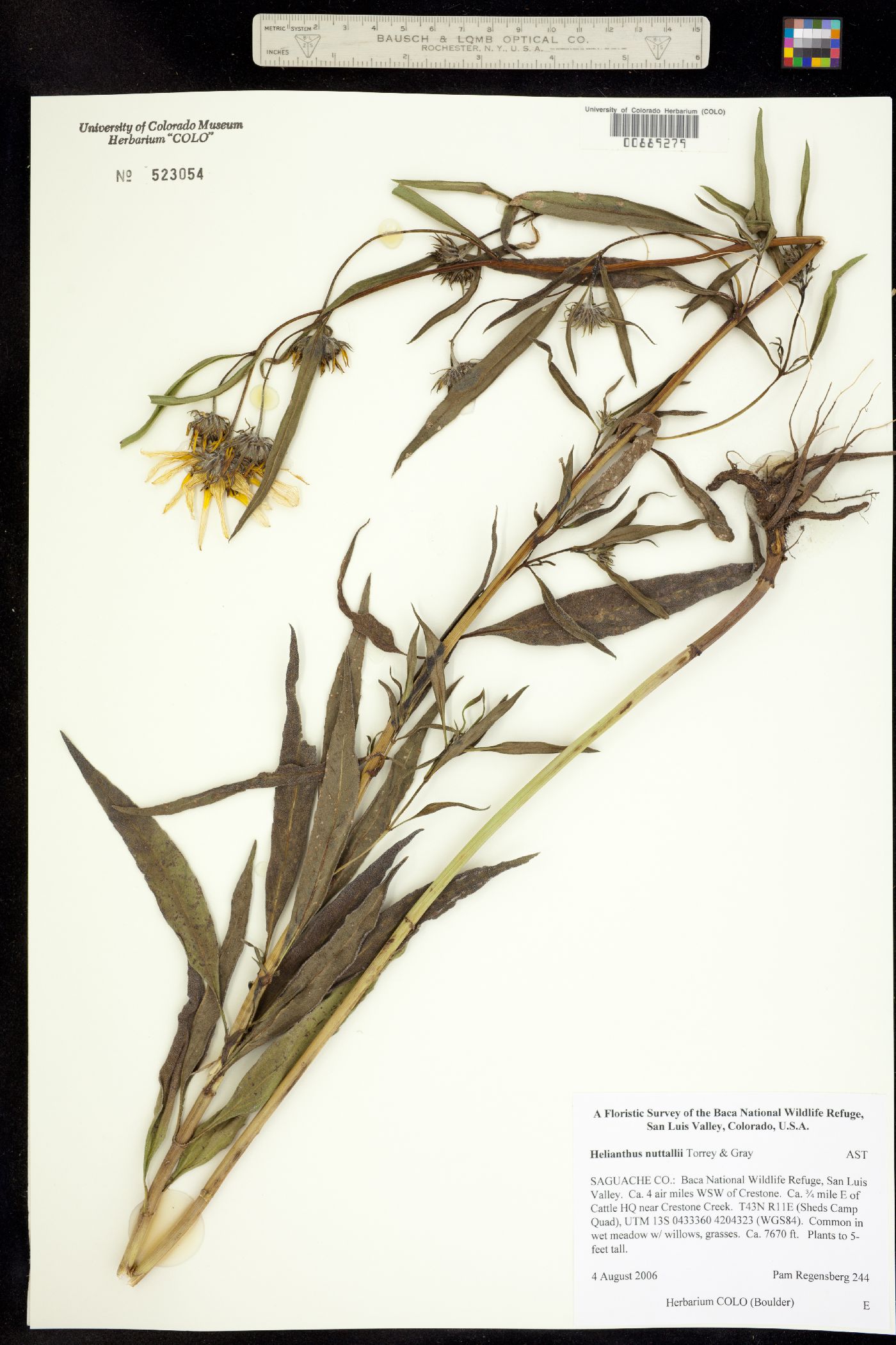 Helianthus nuttallii image