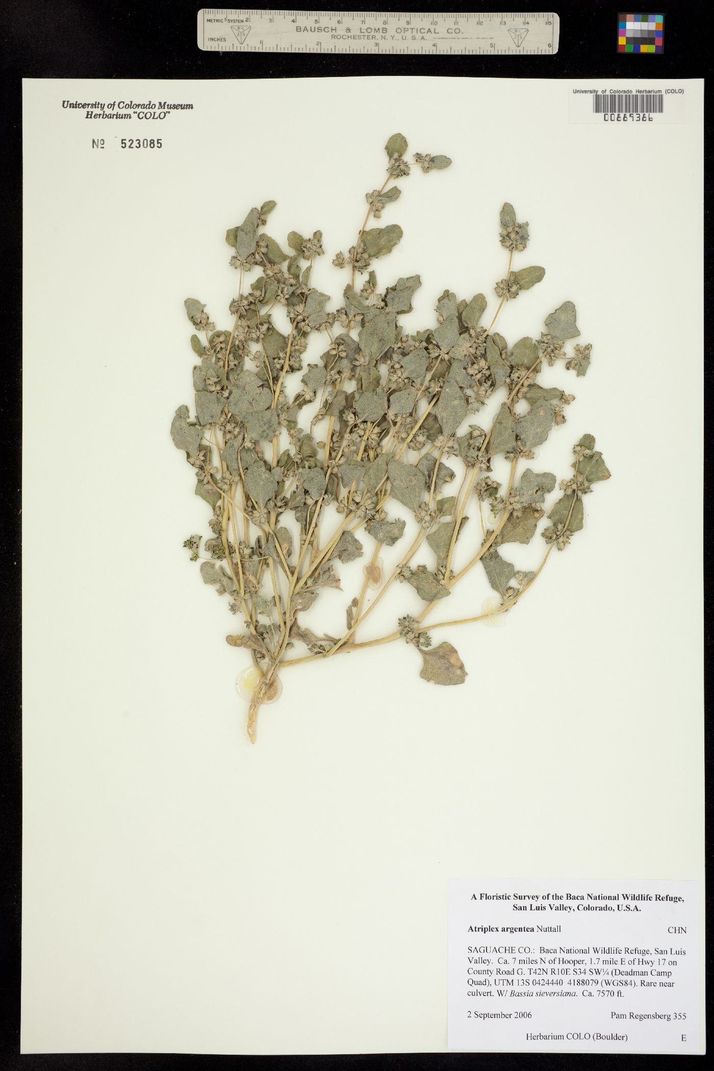 Atriplex argentea image