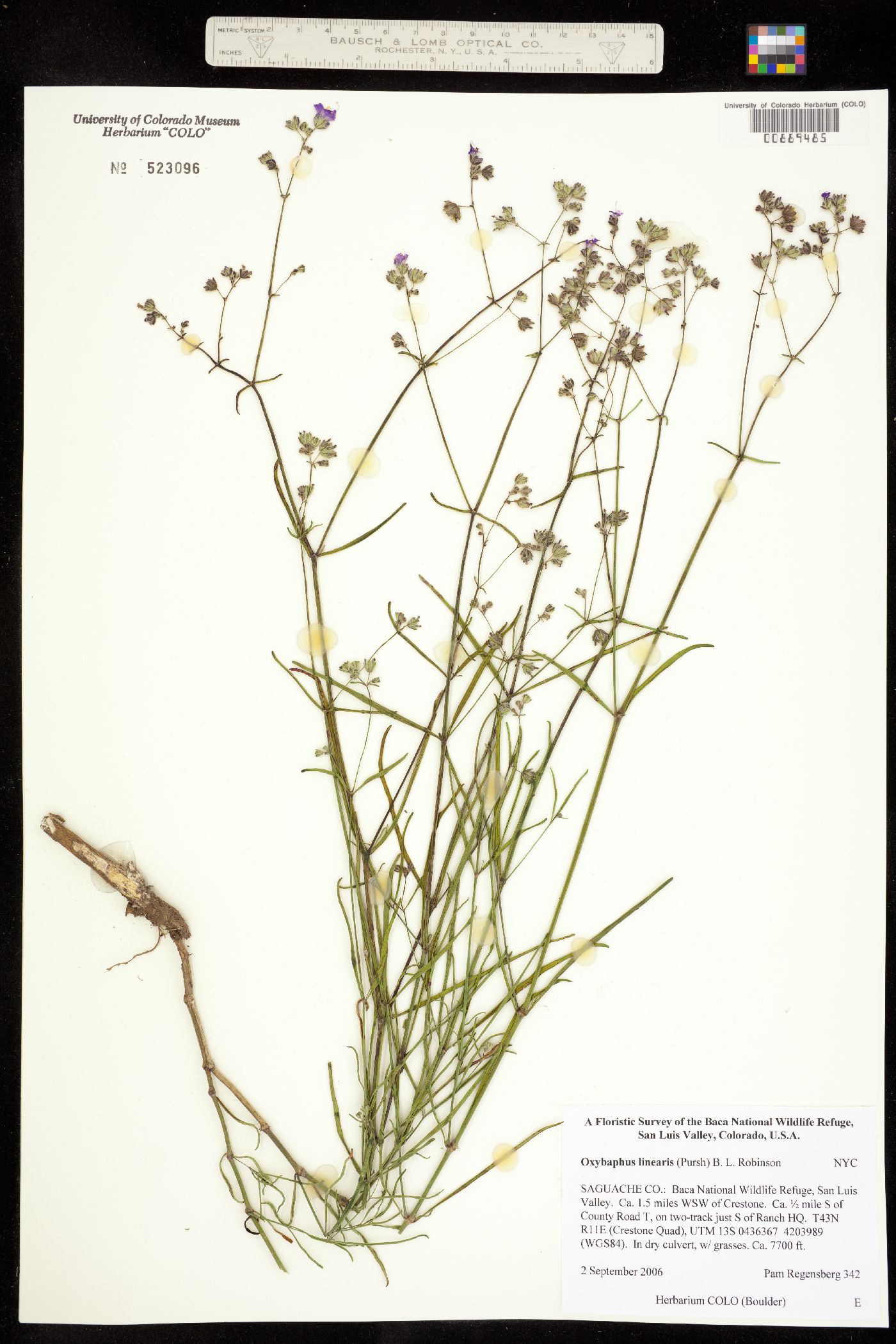 Oxybaphus image