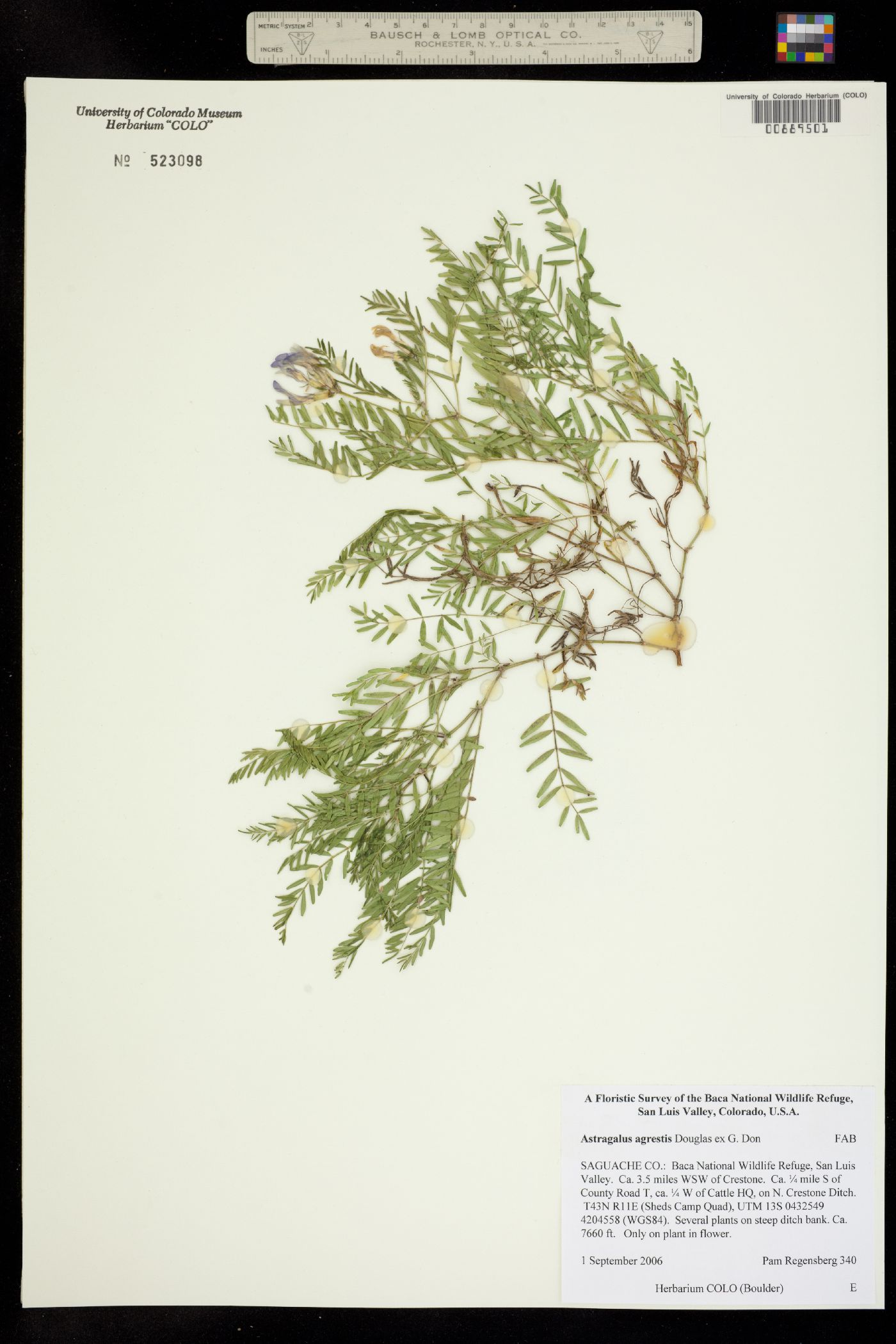 Astragalus agrestis image