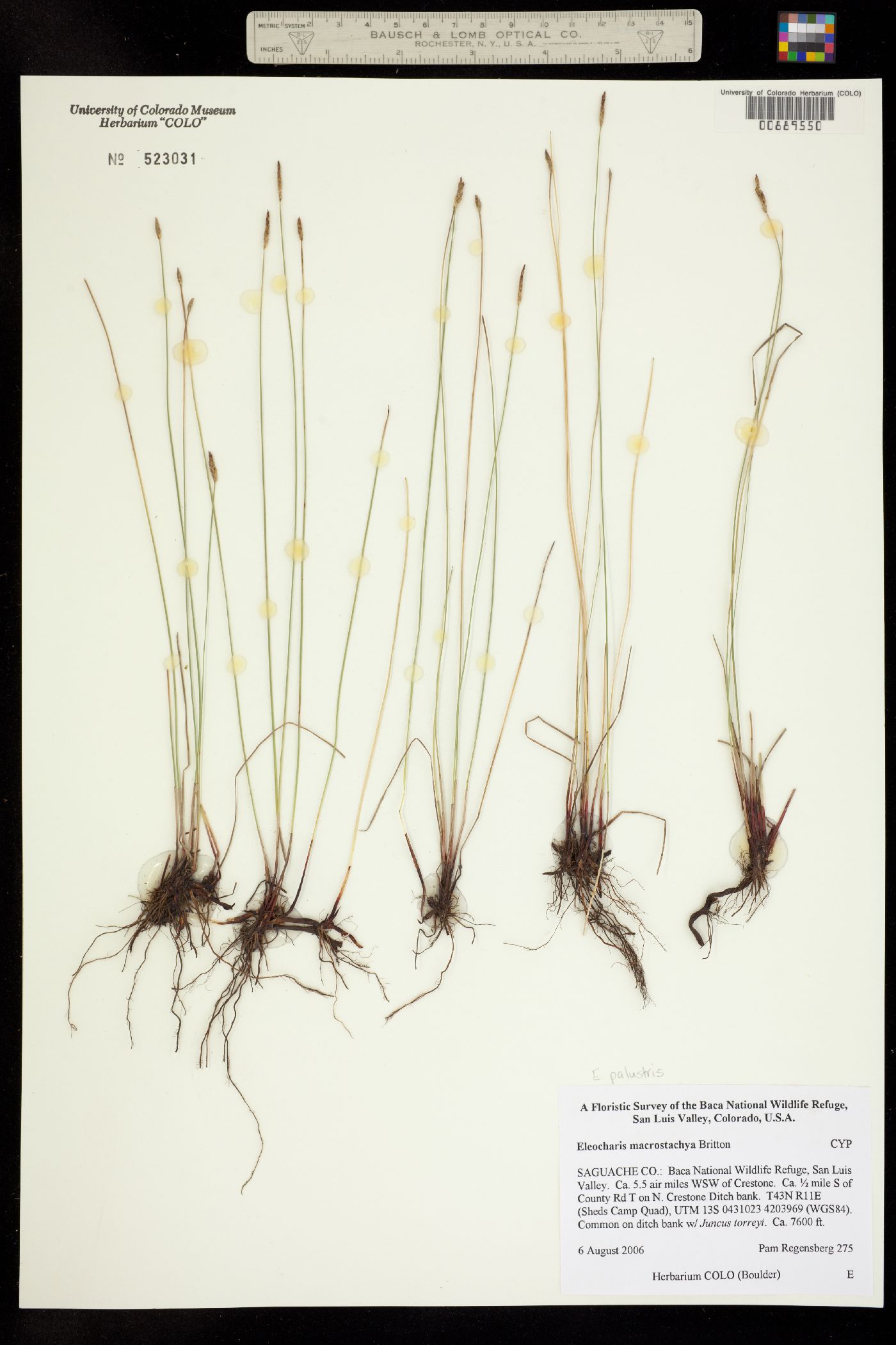 Eleocharis palustris image