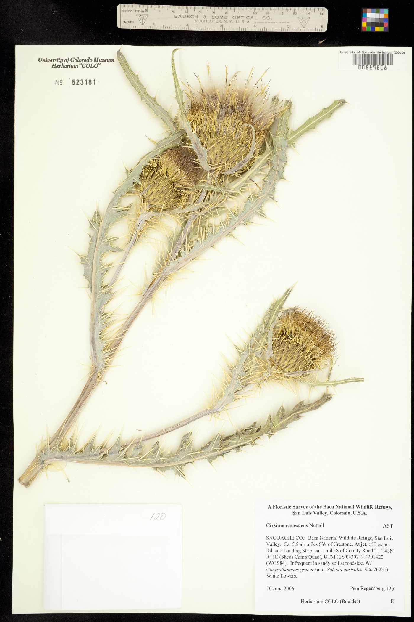 Cirsium canescens image