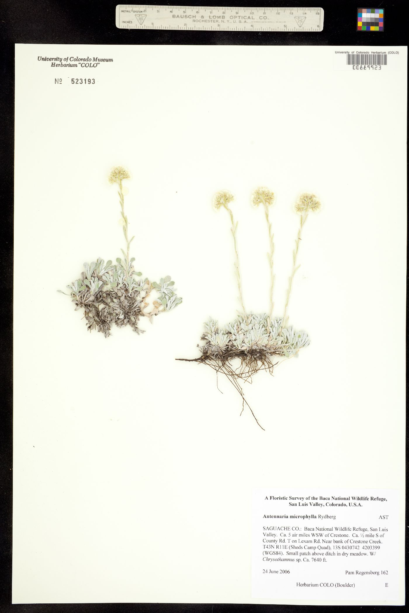 Antennaria microphylla image